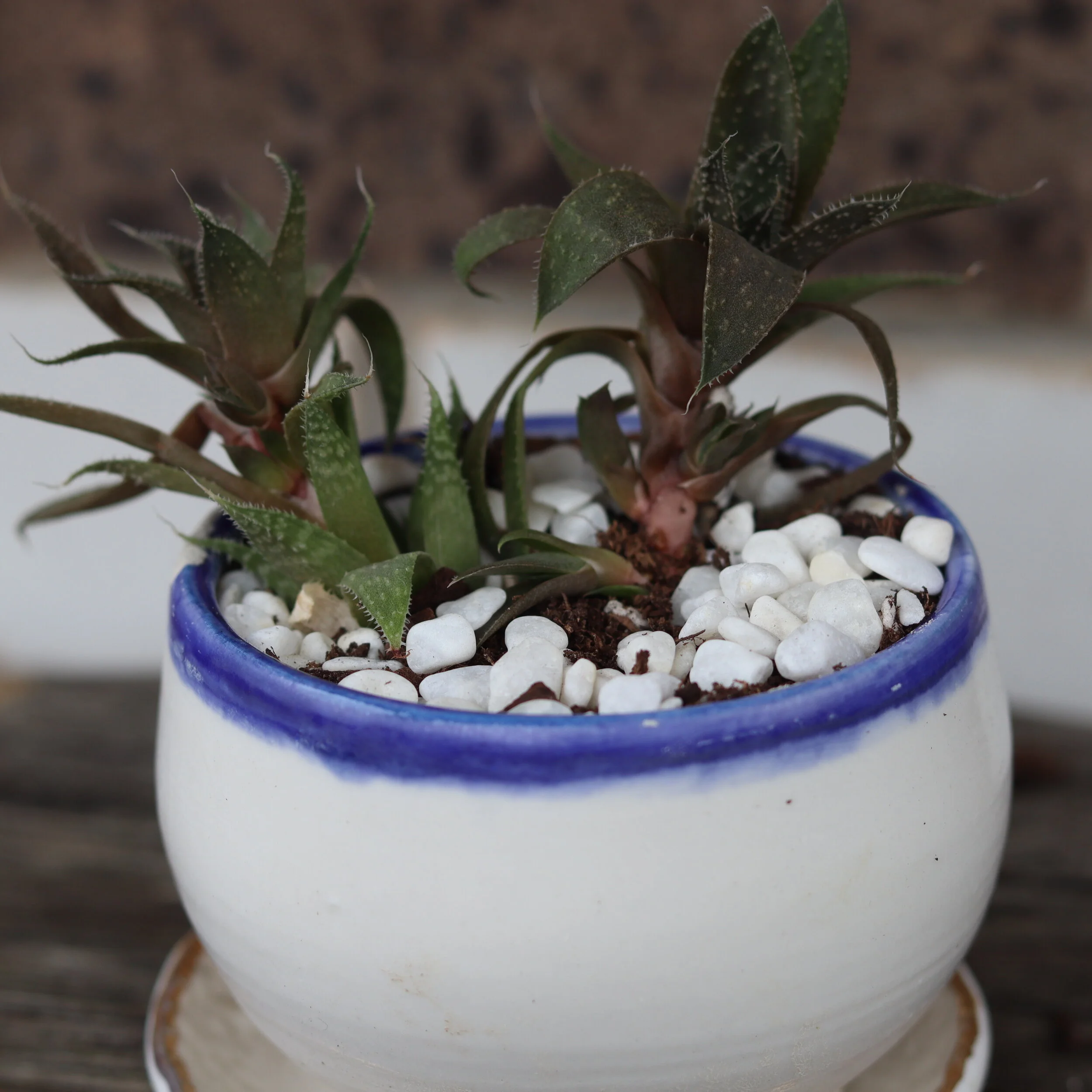 Handmade Planter with Succulent 
