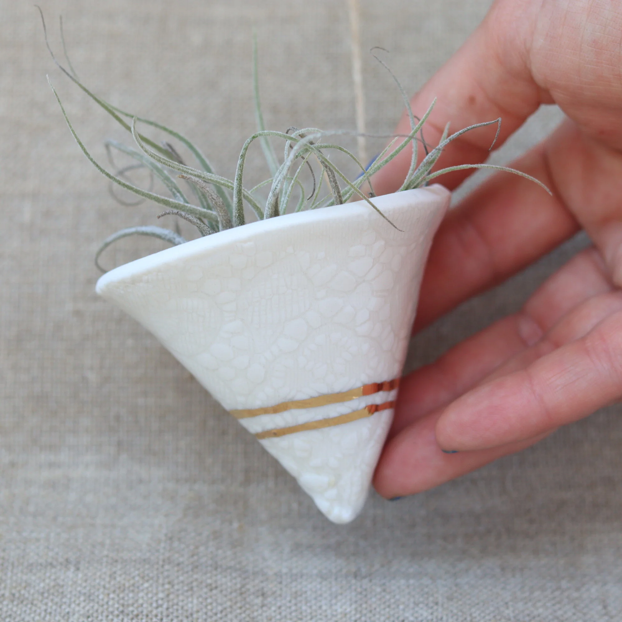 Air Plant Friend!