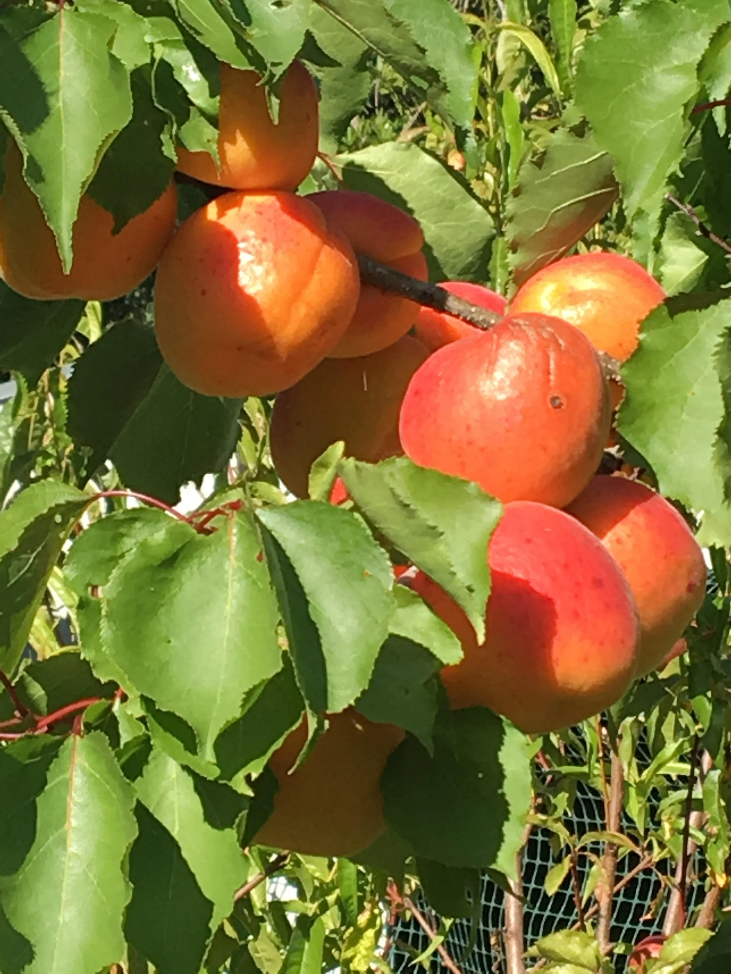 Aprium-Peach Cobbler Recipe