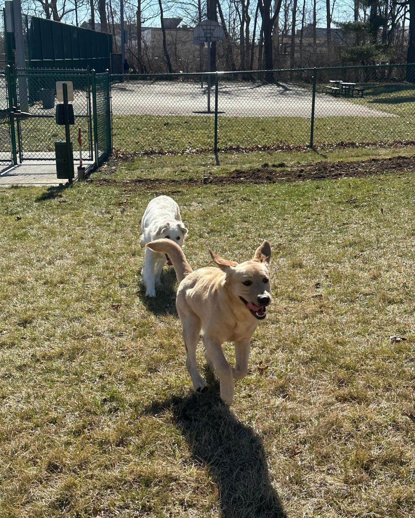 @willett_4paws and @scarlet4paws testing out our new service dog park!