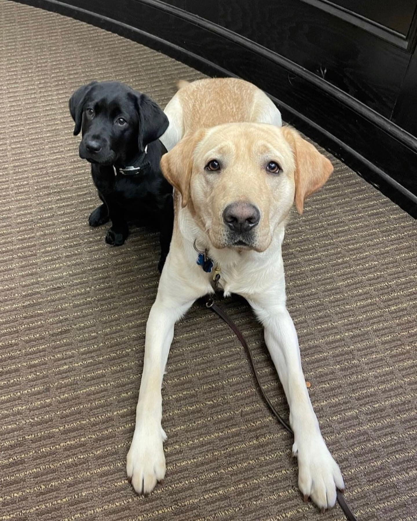 Happy International Guide Dog Day to our amazing future guide dogs Candy and Zach! 

Photo descriptions:
1. Candy, a small black lab sits to the left of large yellow lab Zach, who is laying down. Both are looking at the camera.
2. Zach sits in front 