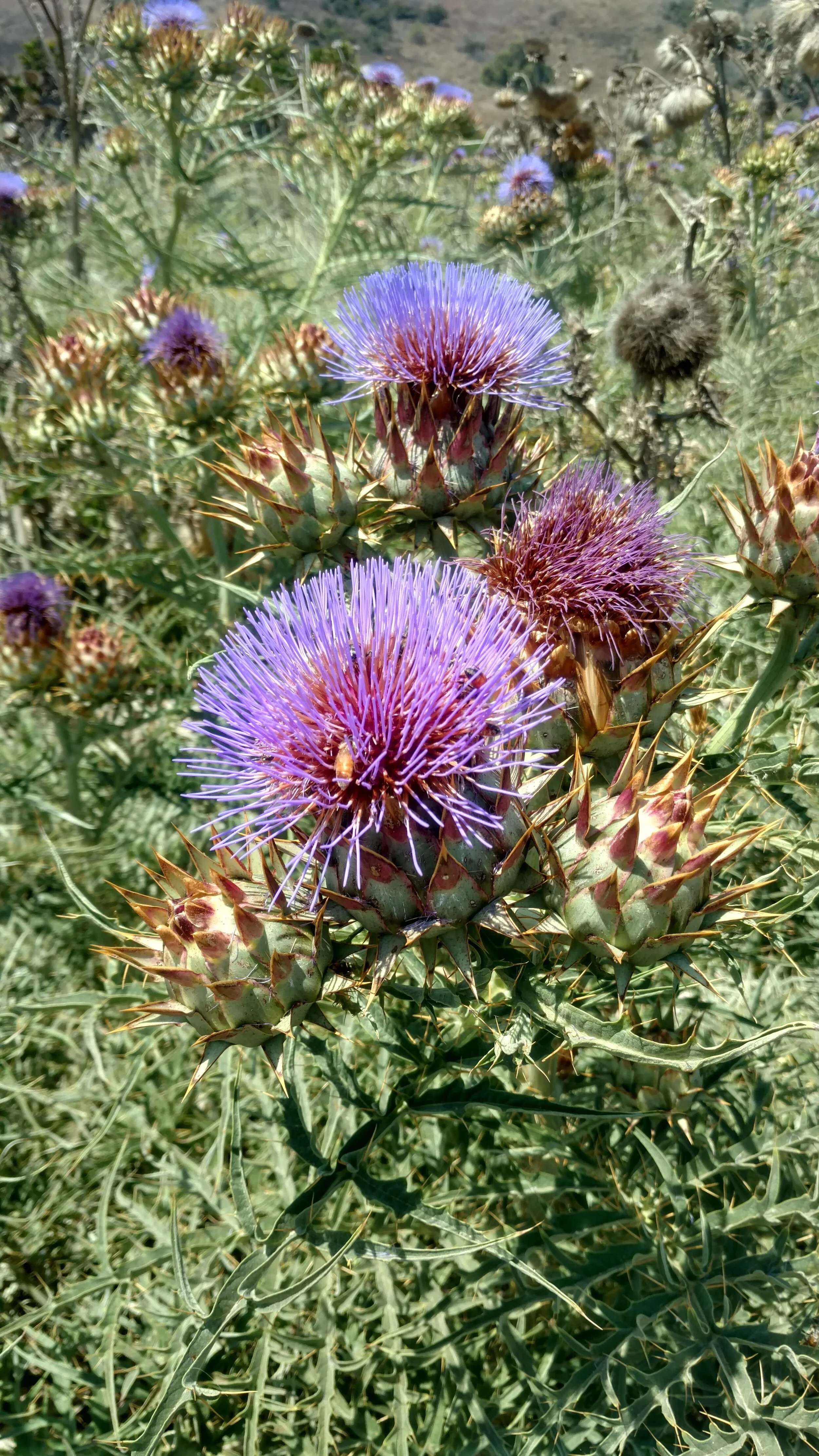 IMG_20180621_114556286_HDR (1).jpg