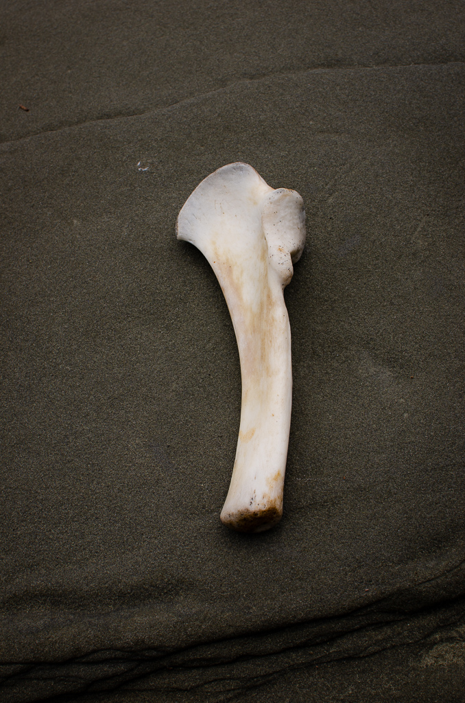 It was the second day of our West Coast Trail hike and I descending from the forest trail down to the beach just as a heard a loud bear growling noise. I freaked and started to run (the opposite of what you’re supposed to do). Minutes later, as I caught my breath on the beach I looked down to find this very large femur thighbone. Gulp.