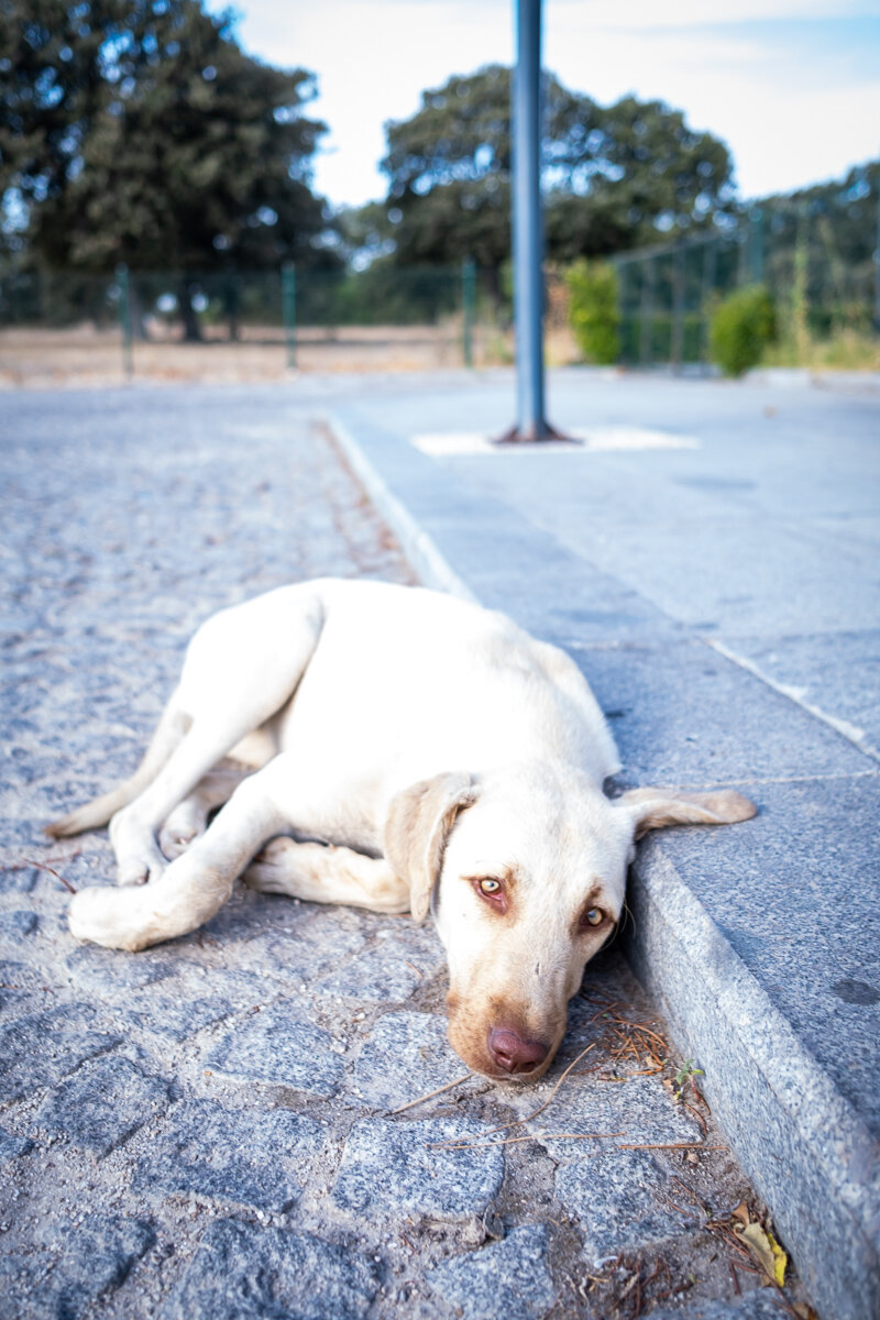 There are hundreds, maybe thousands, of stray dogs around Turkey. The majority of them have been tagged so the government can keep track of numbers and their whereabouts. Many of them are well fed and taken care of by restaurant owners and shopkeepers in the neighbourhood.