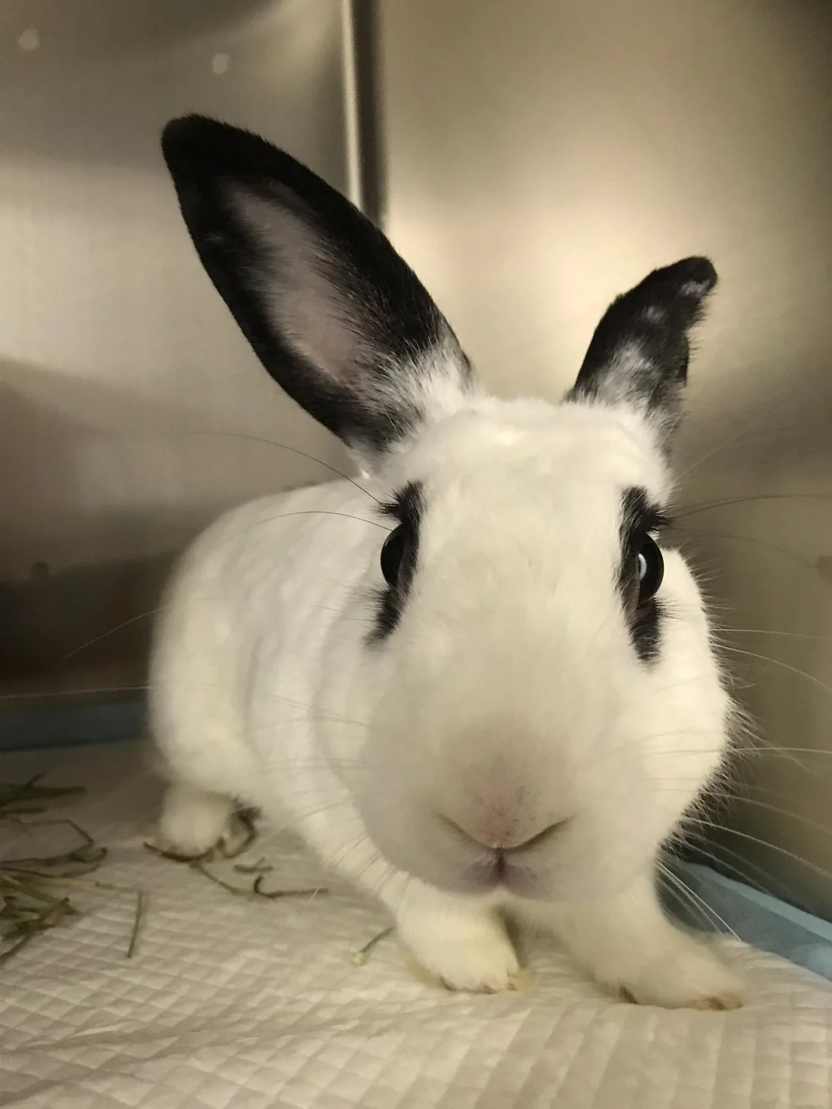 WhatsApp Image 2019-08-26 at 12.33.41 AM(1).jpeg