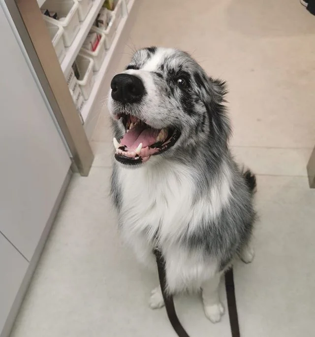 Hong Kong Island Veterinary Clinic 港島獸醫診所