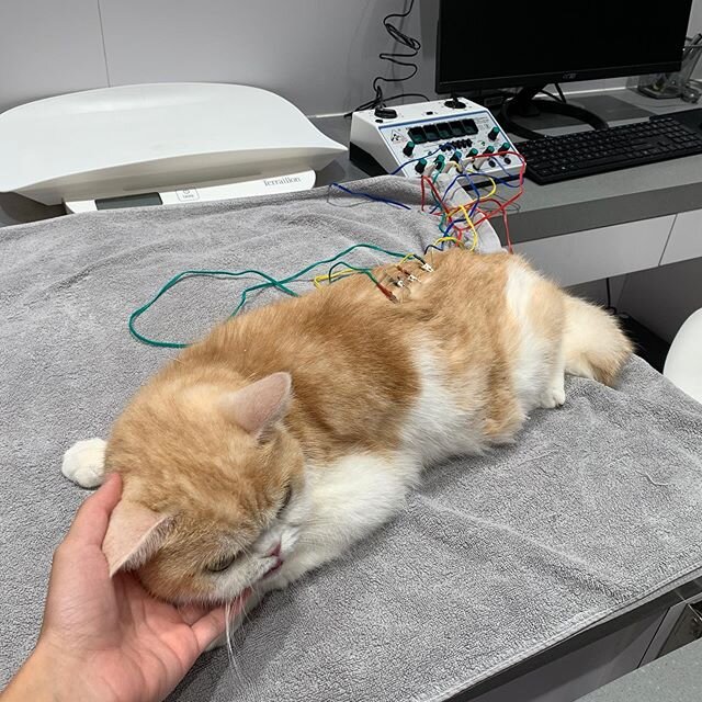 From those of you who think cats aren't suitable acupuncture candidates, check out Ball Ball! He's just chilling during an electro-acupuncture session.👍🏻☺️
If you are wondering if your pet might benefit from acupuncture or if you have any questions
