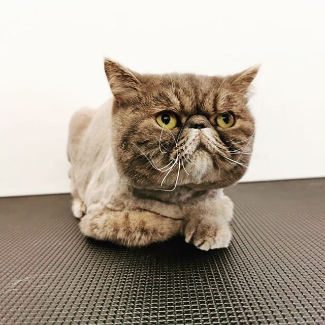 Mochi: Mama said I look more handsome. What do you think? 🐱
.
.
If you have any special hair style in mind, please feel free to come over and discuss with our groomer☺️ #hkivc #veterinarian #happyvalley #veterinary #grooming #exotic #cat #國字臉 #cat