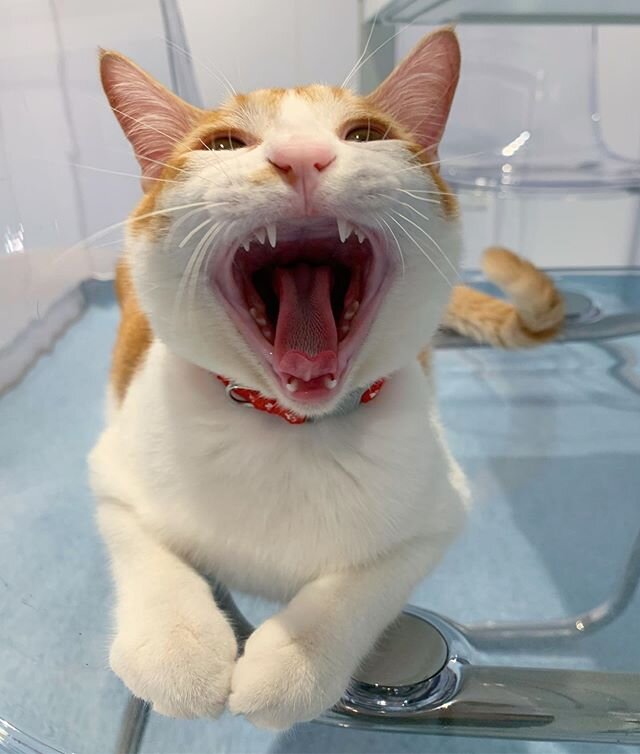 Is your pet showing symptoms of dental disease e.g. bad breath, disinterested in food, excessive drooling? 
It is time for a dental check. Your pet may need a dental cleaning or teeth extraction depending on the cause. Please make an appointment with