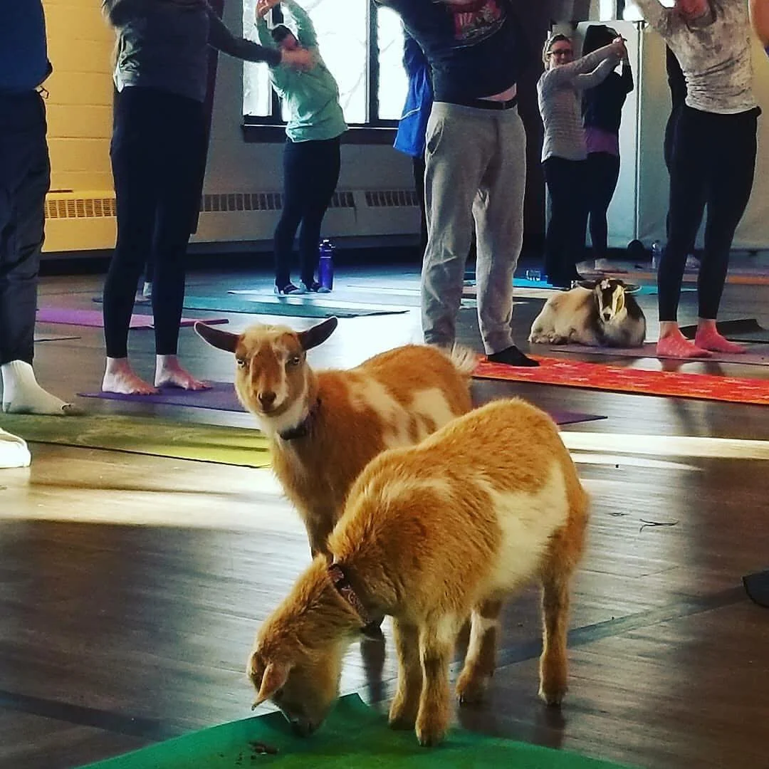 goatyogafaithchurch.jpg
