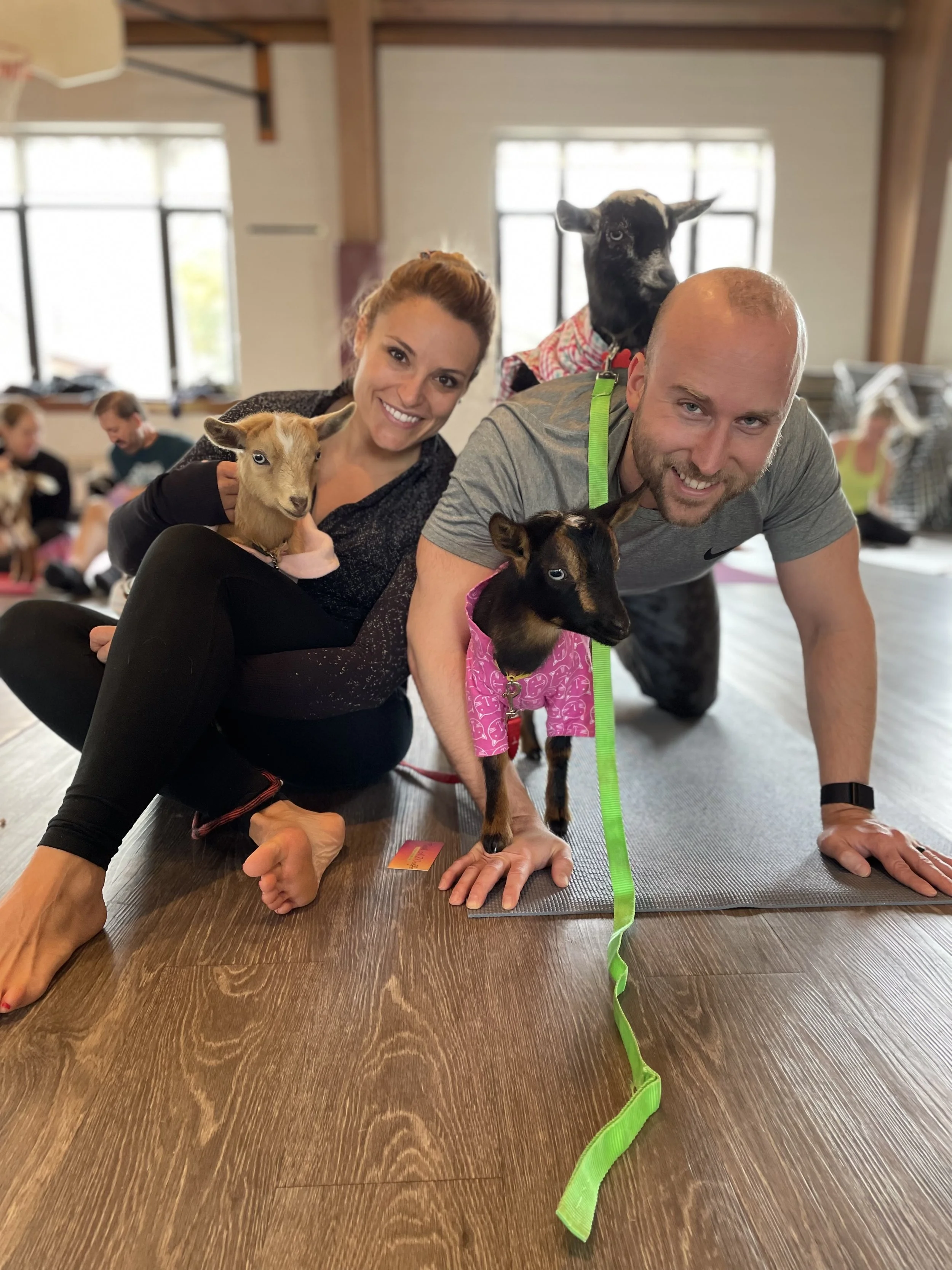 Goat Yoga in Arlington (Indoor)