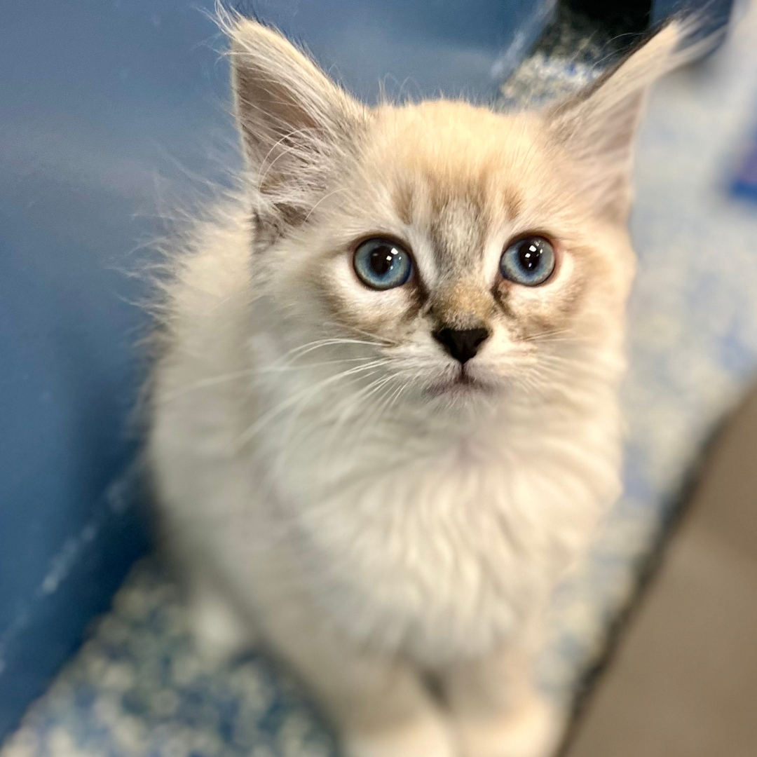 Kitten Yoga to Benefit a Fancy Cats &amp; Dogs Rescue Team
