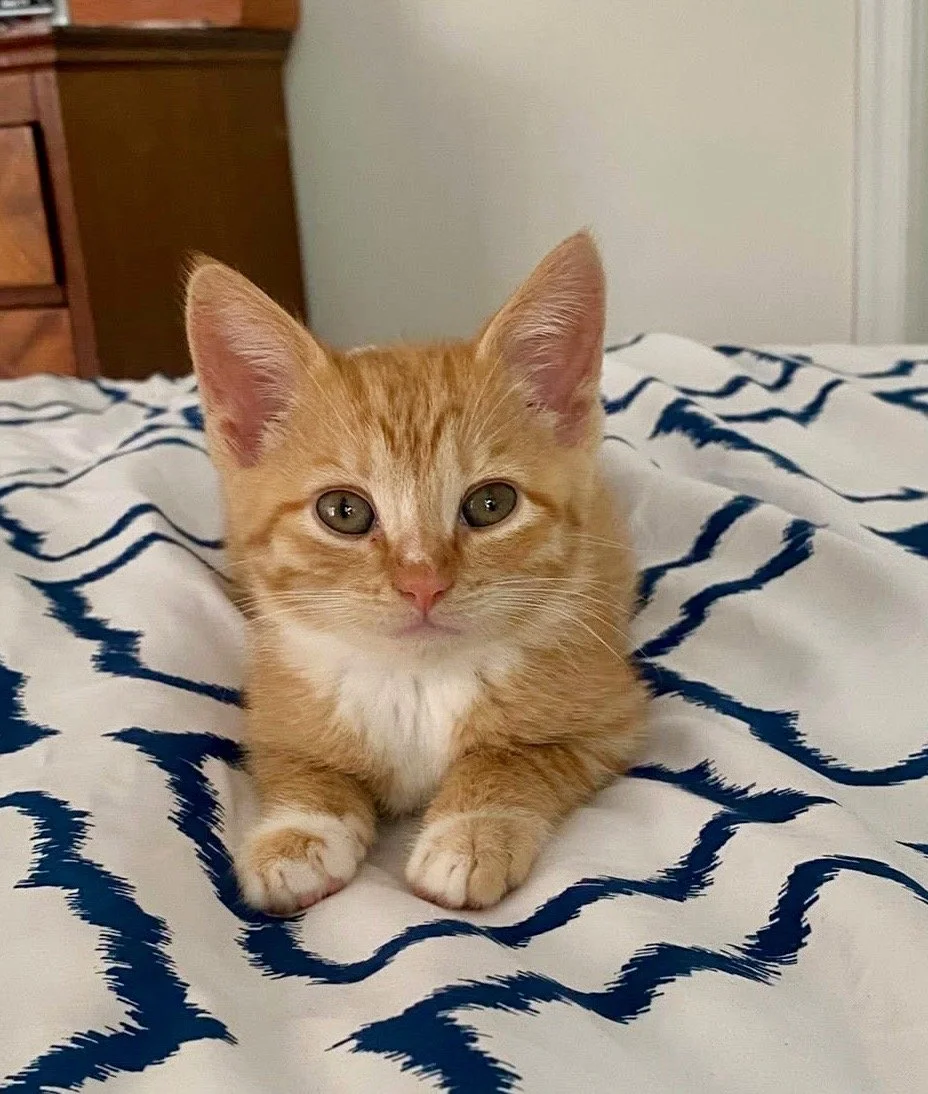 Meditation with Kittens to Benefit the Fancy Cats &amp; Dogs Rescue 