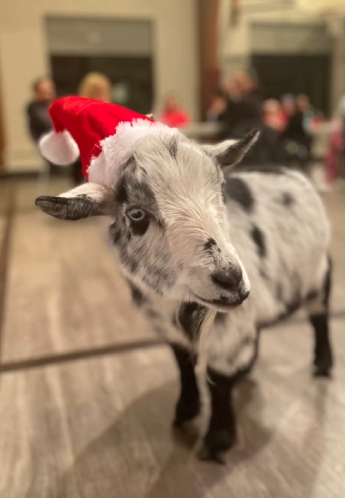 Ugly Holiday Sweater Goat Yoga in Arlington