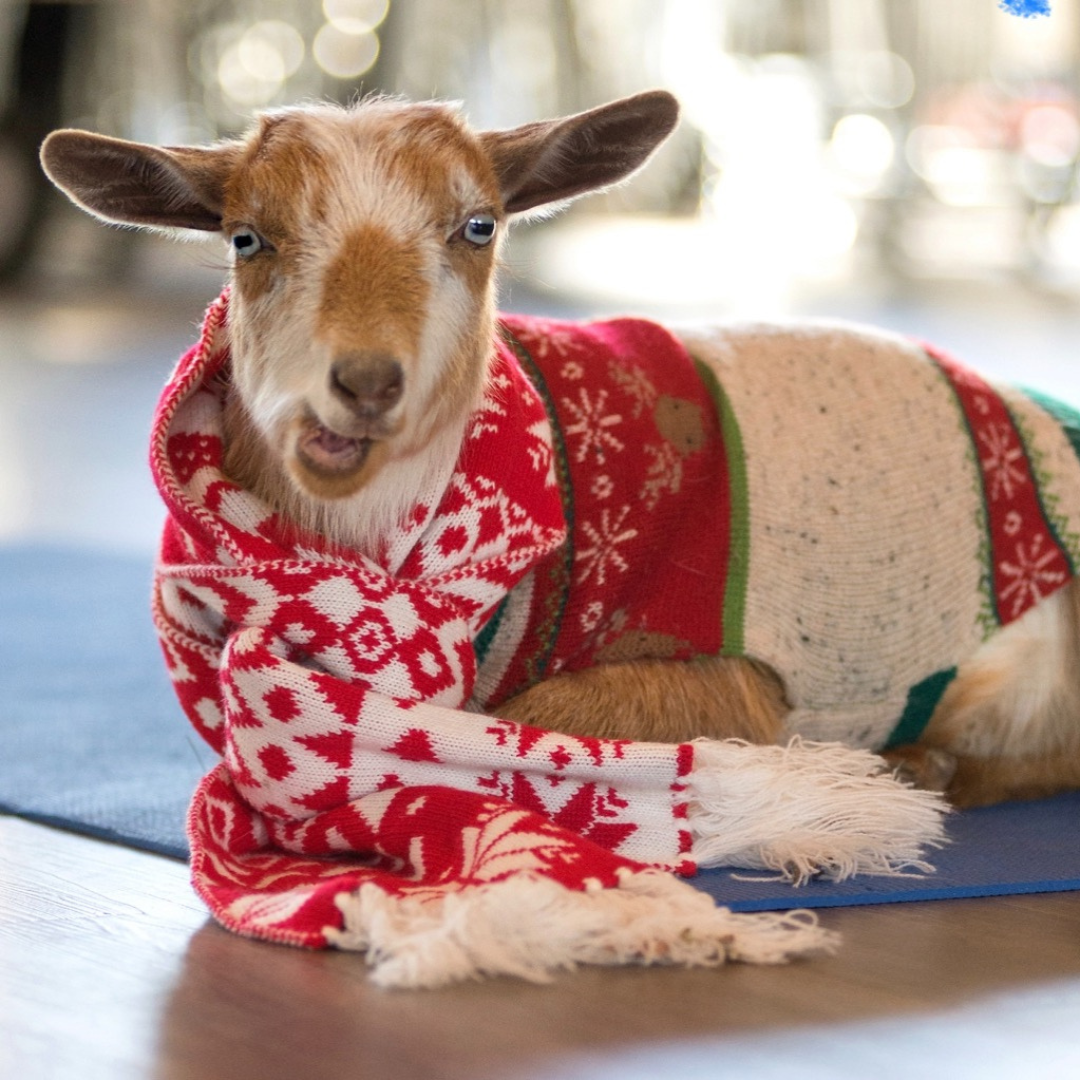 Goats &amp; Gifts Holiday Market