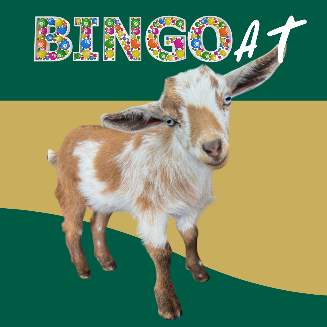 BINGOAT: Bingo + Goats   