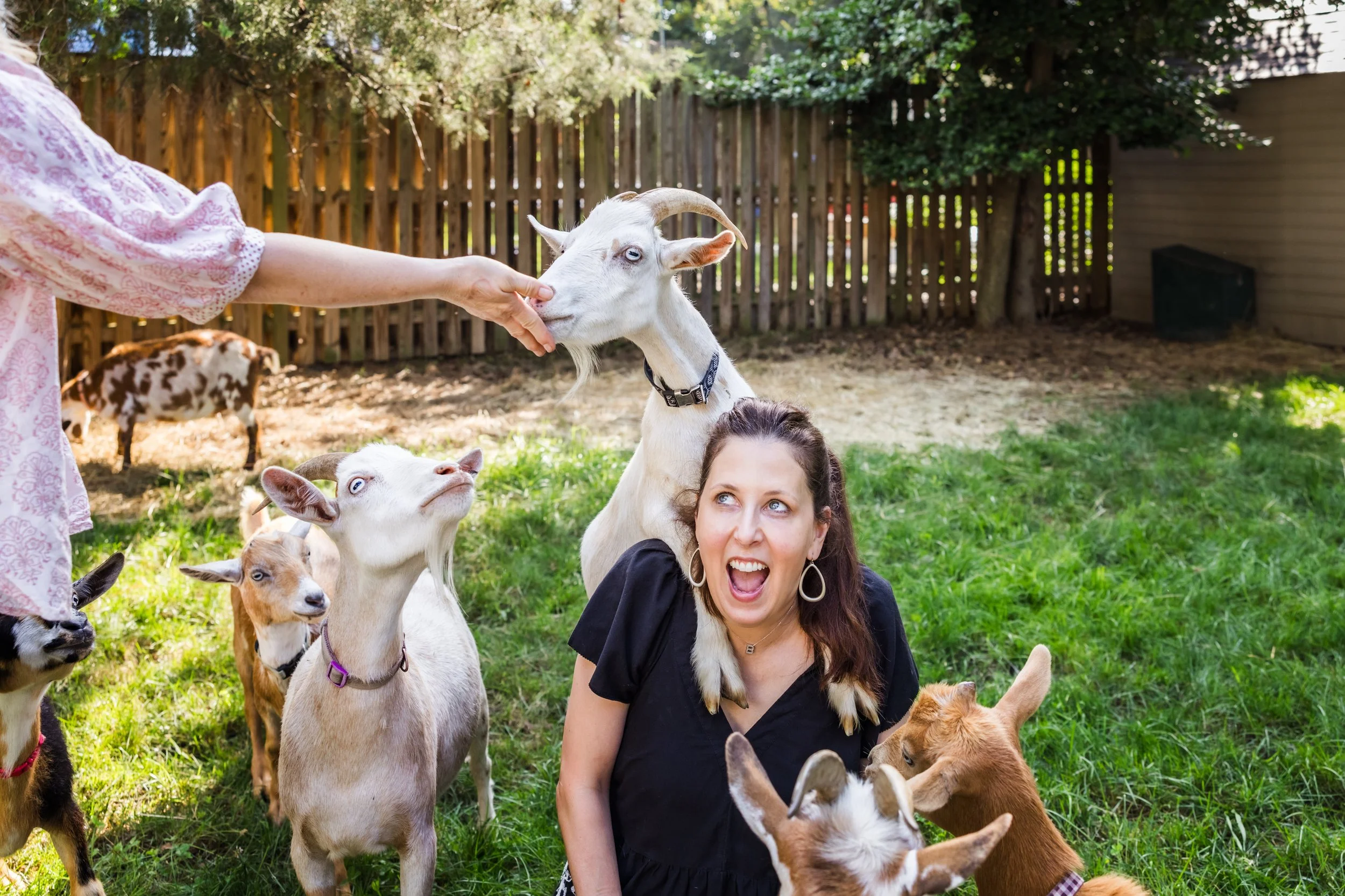 January Goat Yoga Arlington