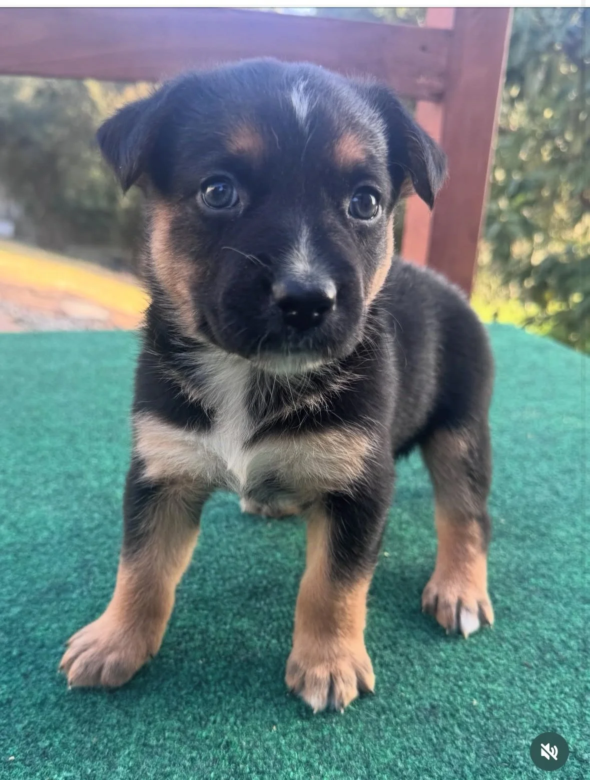 Puppy Yoga to Benefit A Cat and Dog's Friend Rescue MLK Day (2 Sessions)