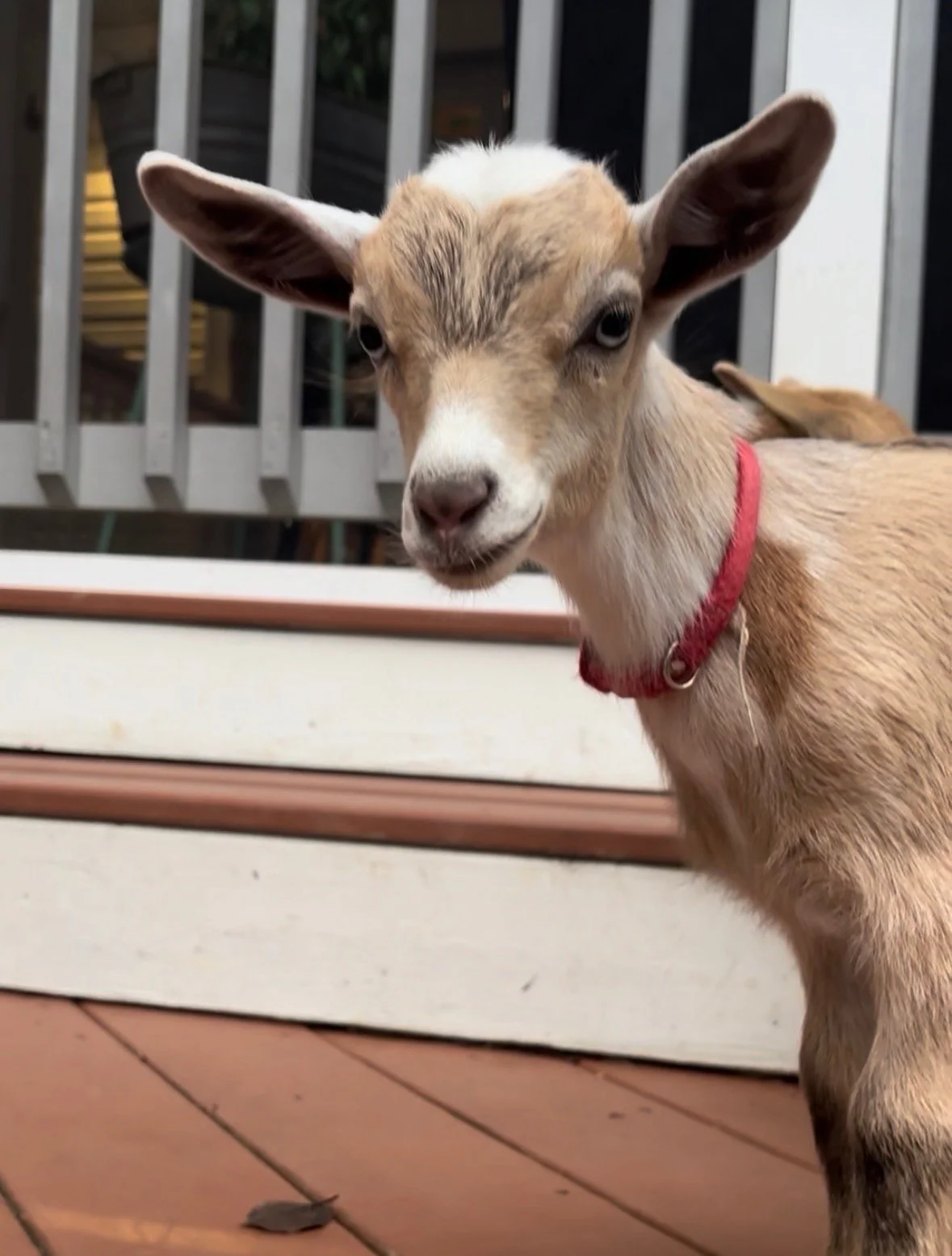 Spring Baby Goat Yoga Arlington 
