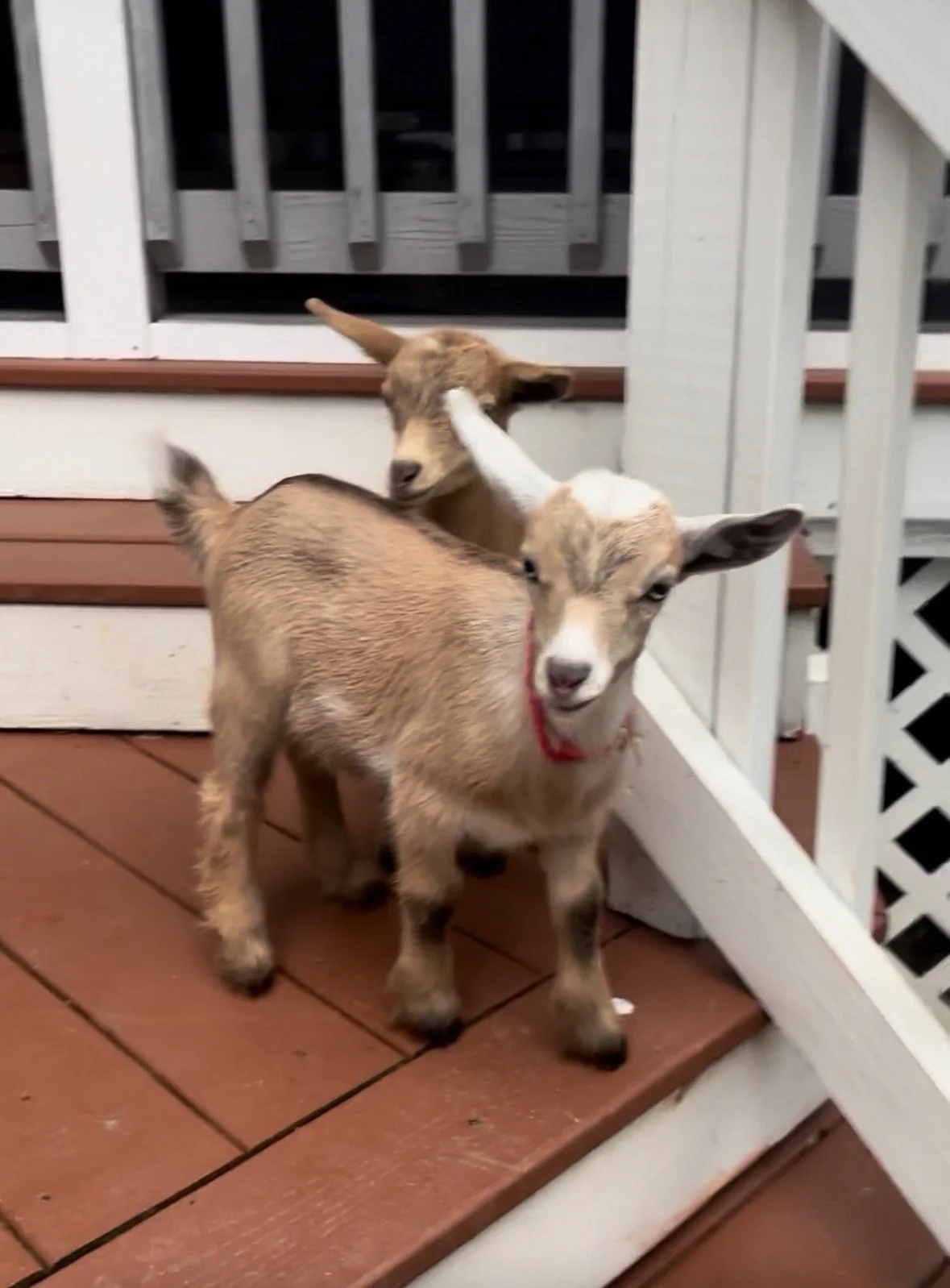 Baby Goat BINGOAT: Bingo + Goats    