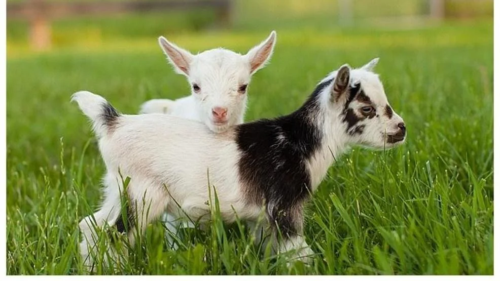 Baby Goat BINGOAT: Bingo + Goats 
