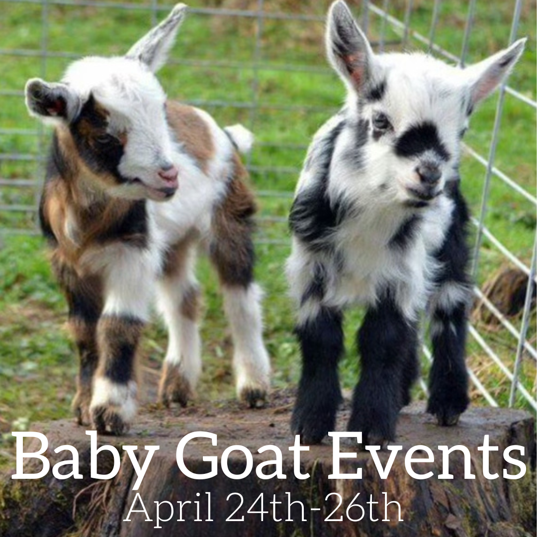 Baby Goat Social at Gustave's 