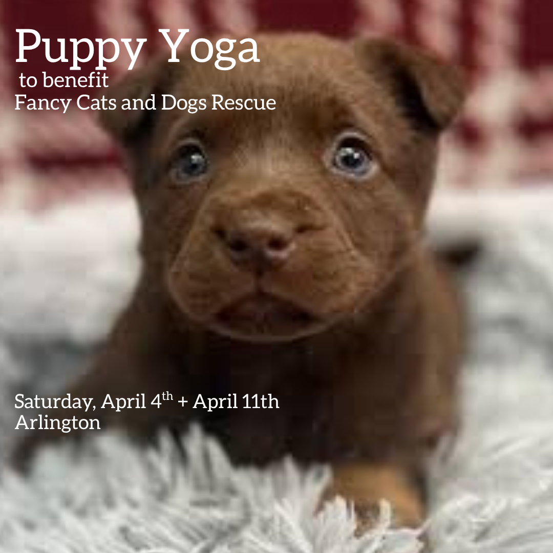Puppy Yoga to Benefit Fancy Cats &amp; Dogs Rescue (2 sessions) 