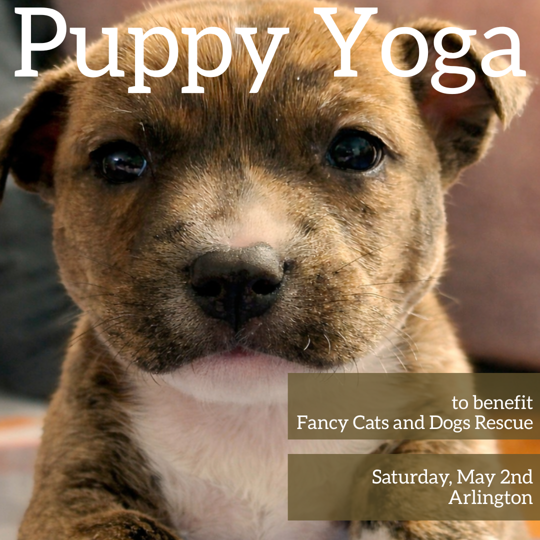 Puppy Yoga to Benefit Fancy Cats &amp; Dogs Rescue
