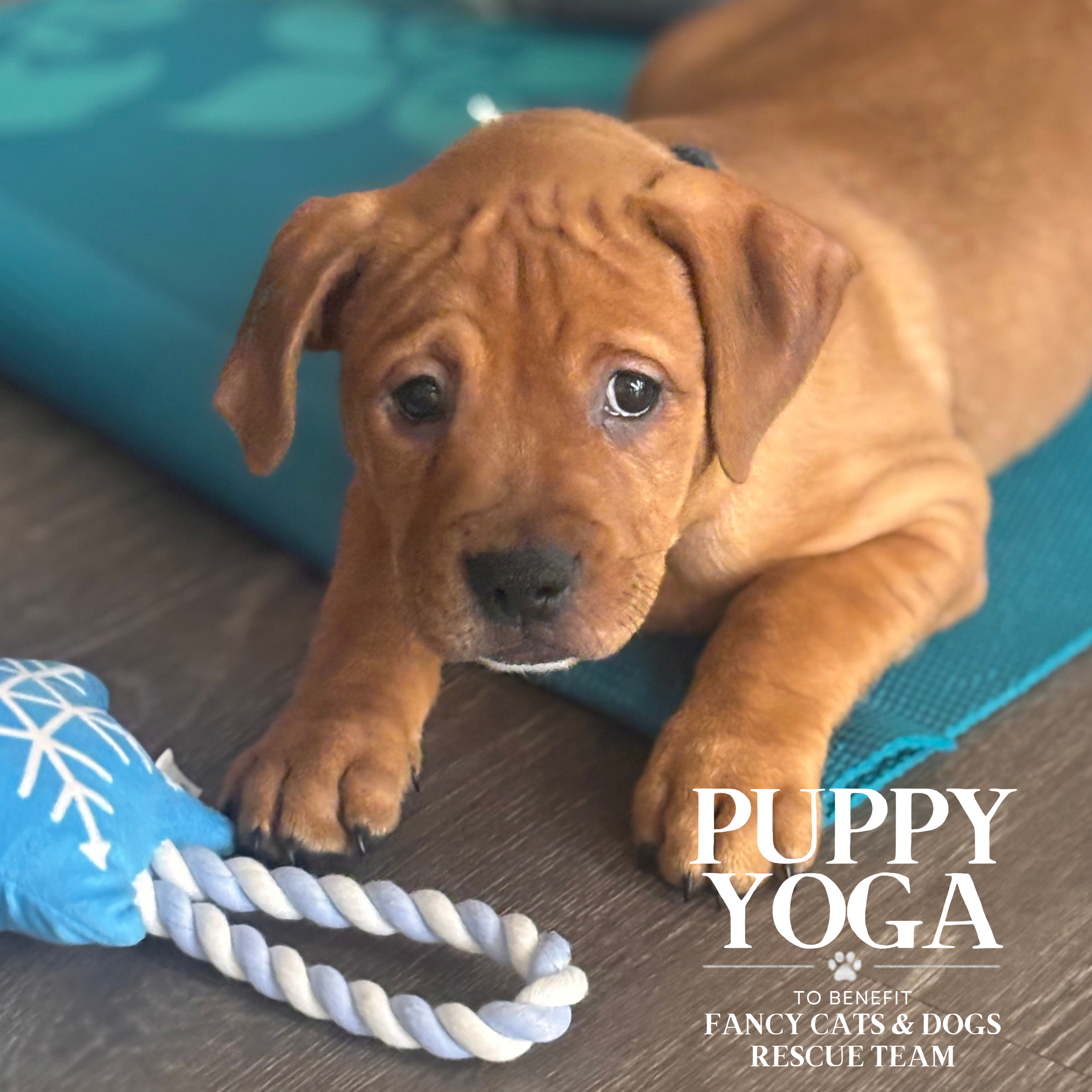 Puppy Yoga to Benefit Fancy Cats &amp; Dogs Rescue (2 sessions)