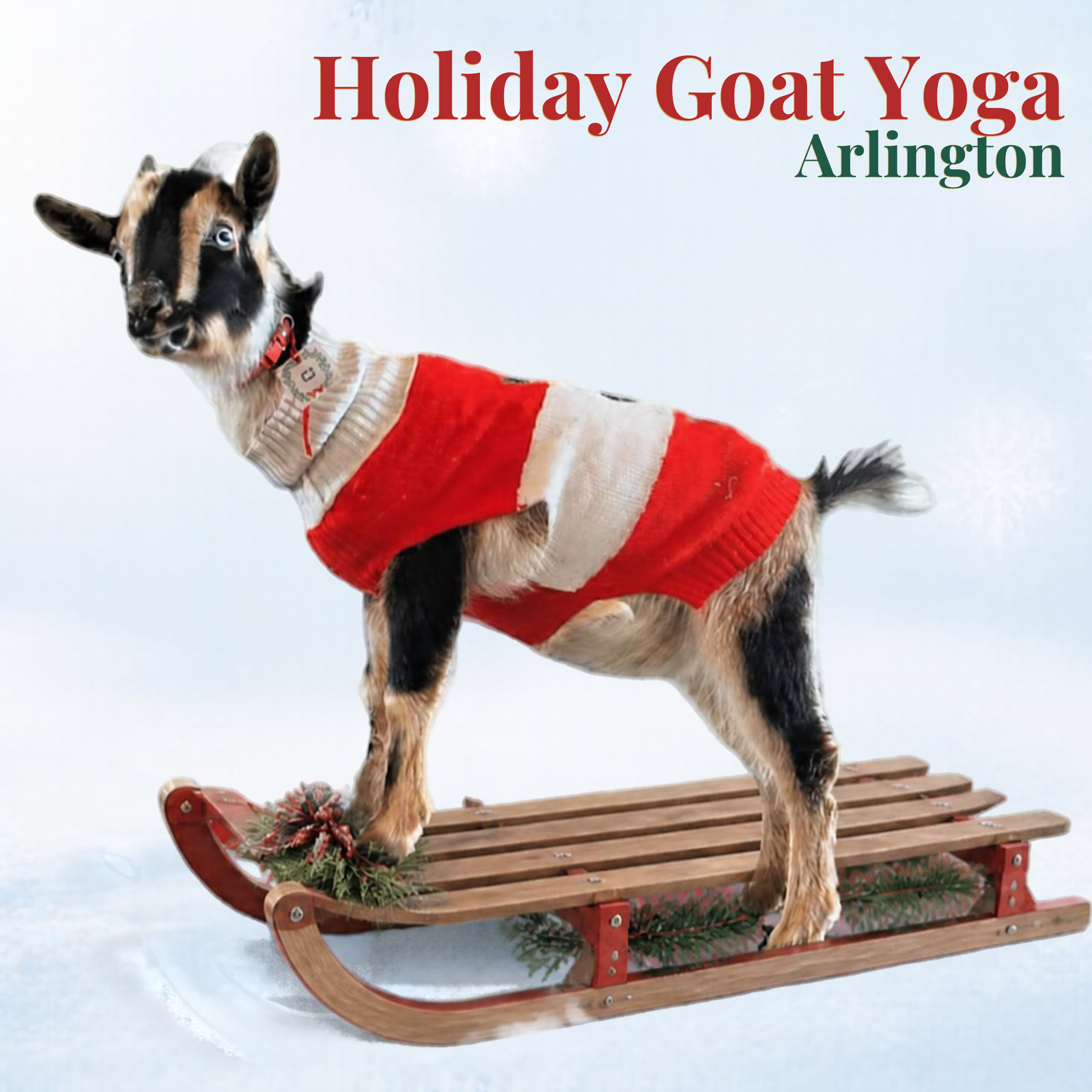 Ugly Holiday Sweater Goat Yoga in Arlington 