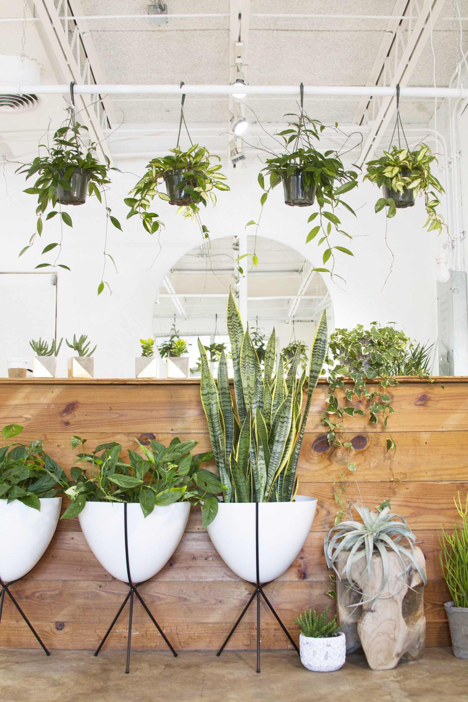 Houseplants for beginners with Flourish ATX