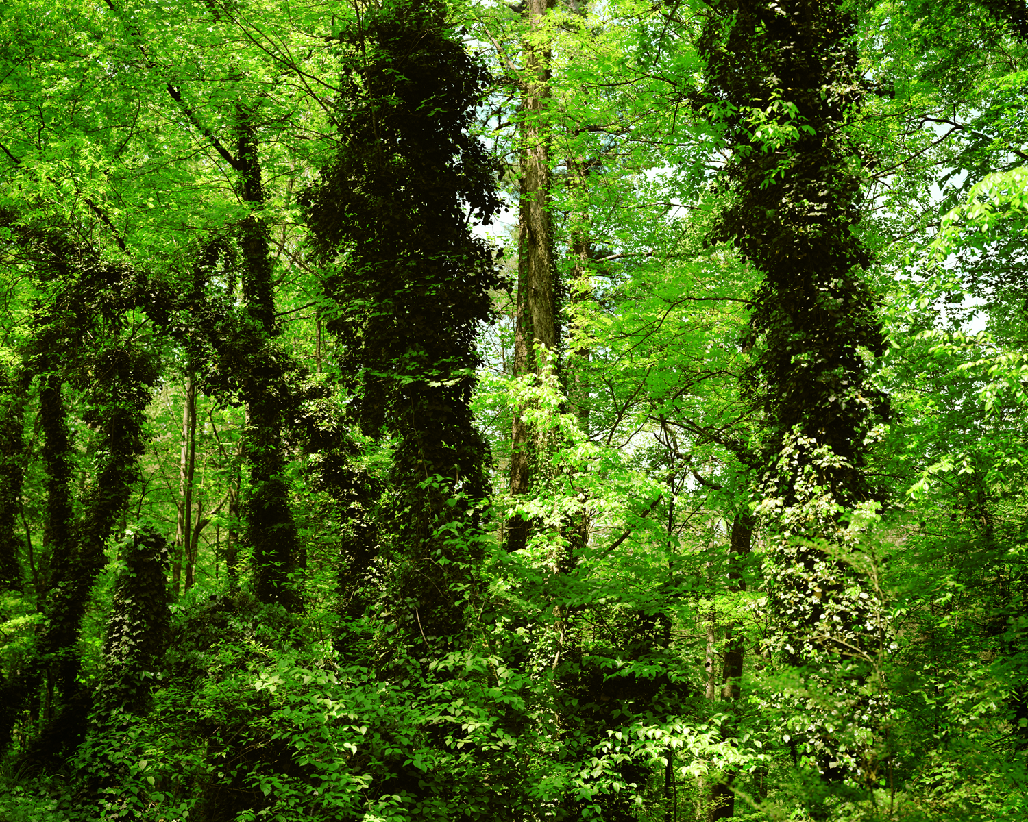 Landscape #9(from my 33rd Spring)(2004).png