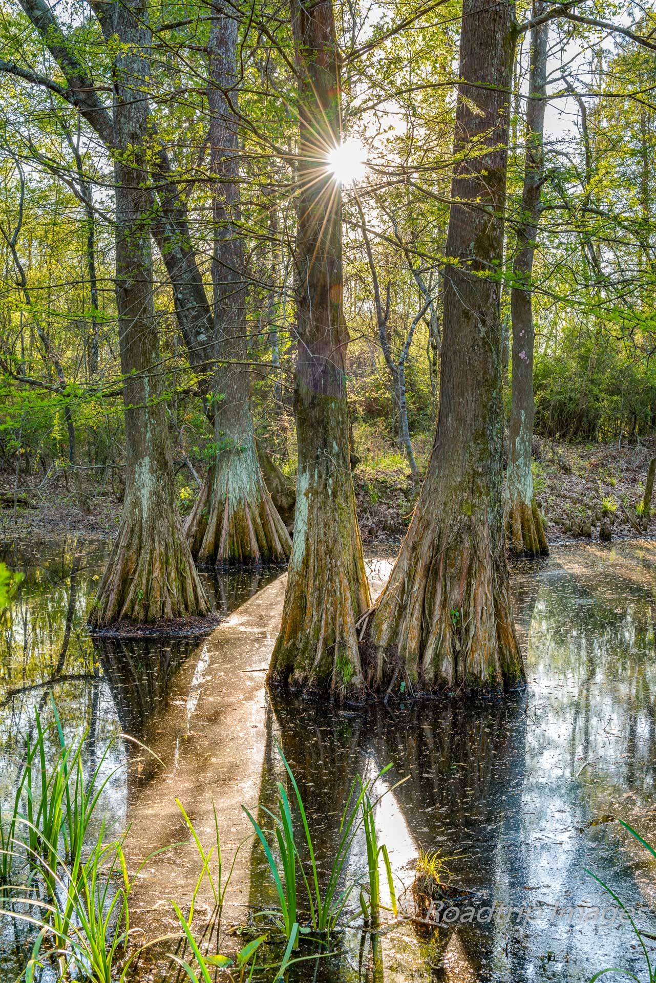 Golden hour in Bogue Chitto State Park