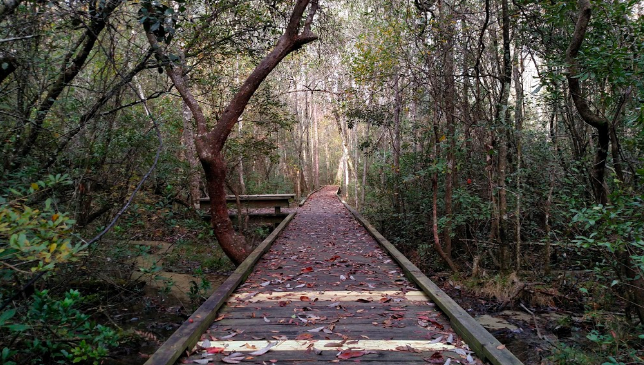 Boardwalking through Bogue Chitto State Park