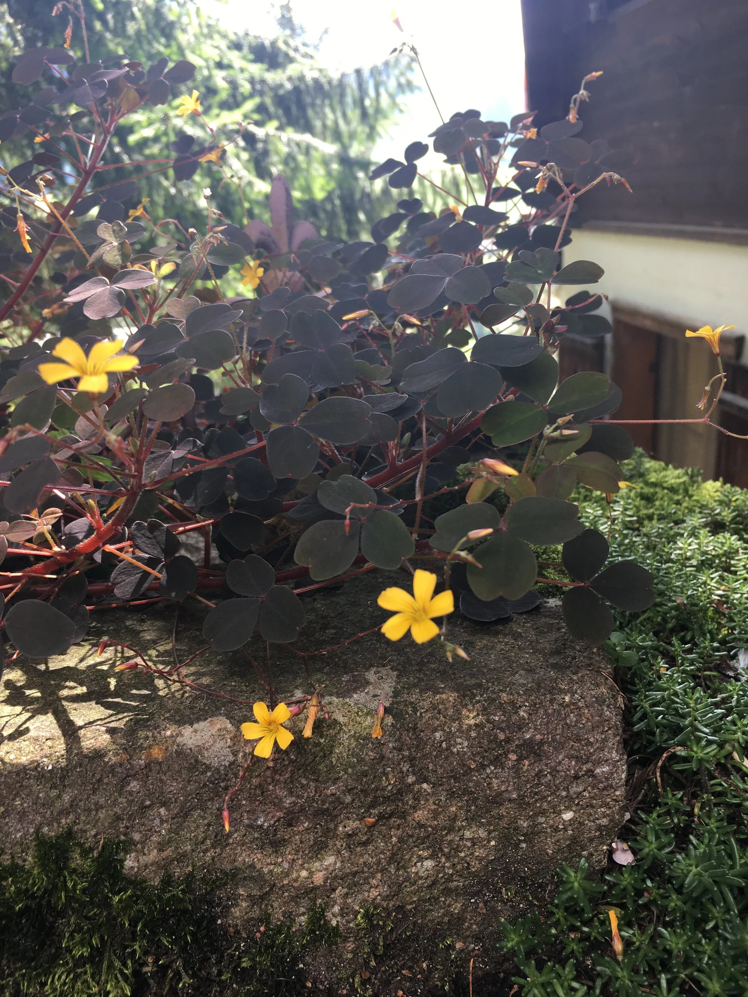 IMG_9608.jpeg