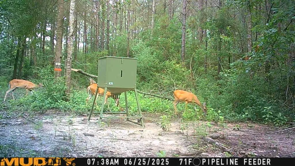 Picture - white tail.jpg
