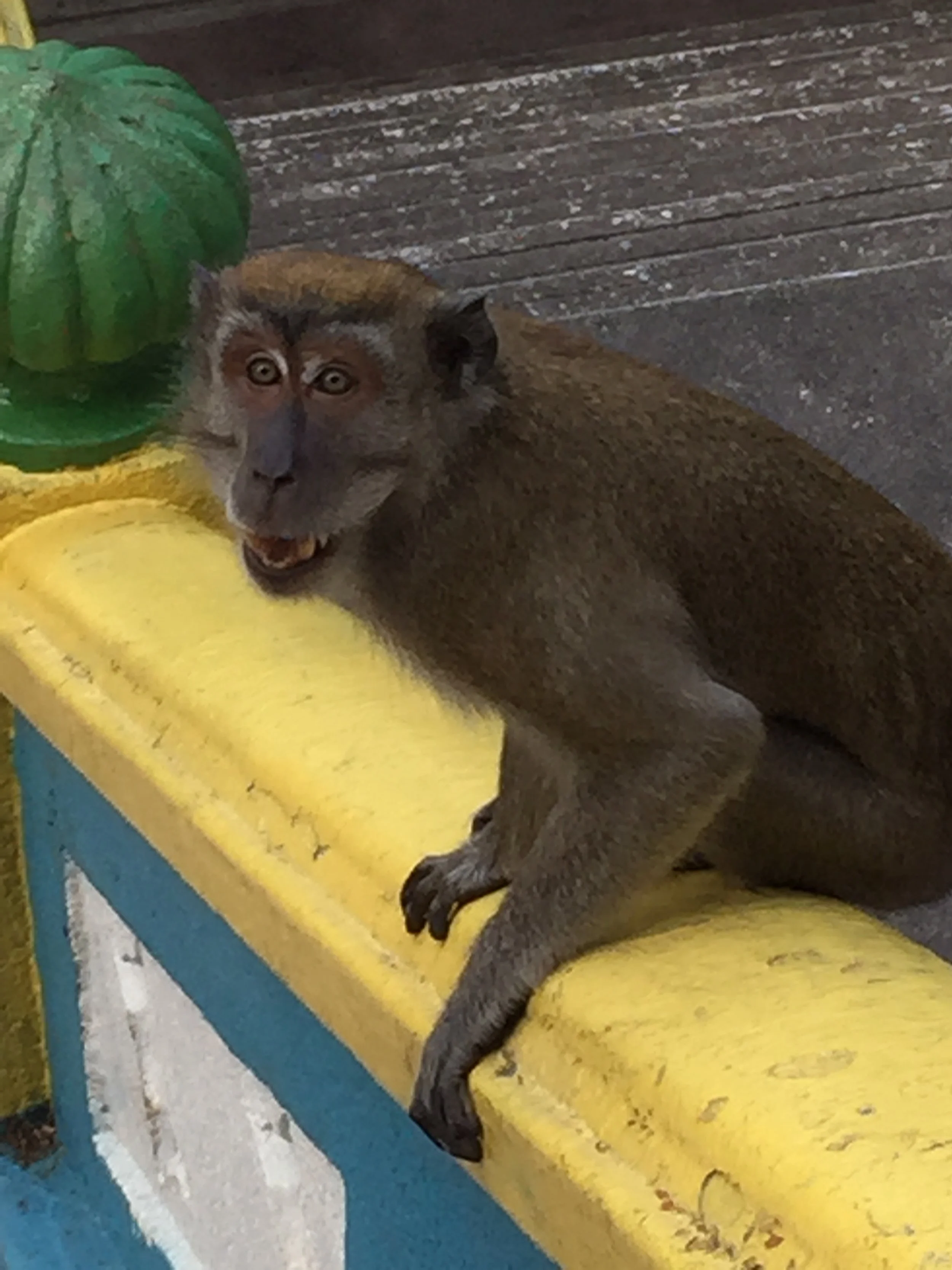 Malaysian Monkey