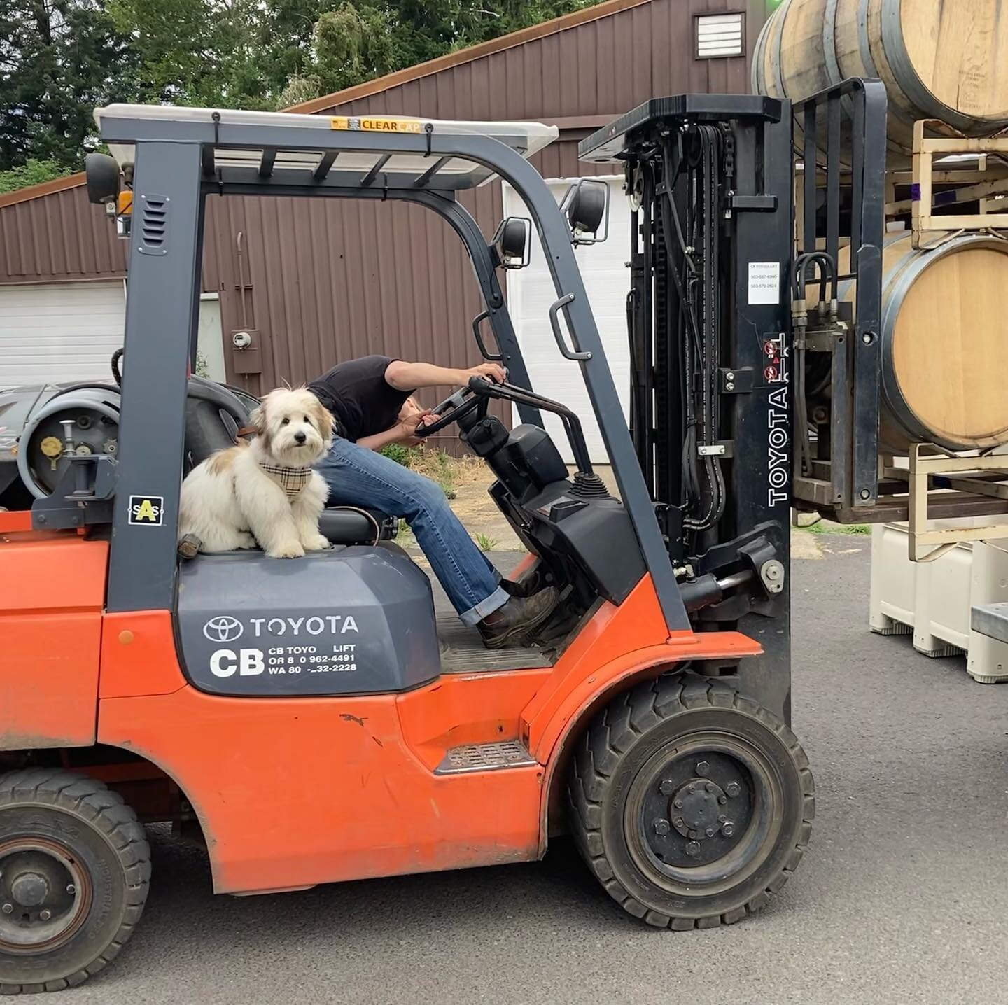 Good forklift spotters are hard to find. #wannabewinerydog #winerydogs