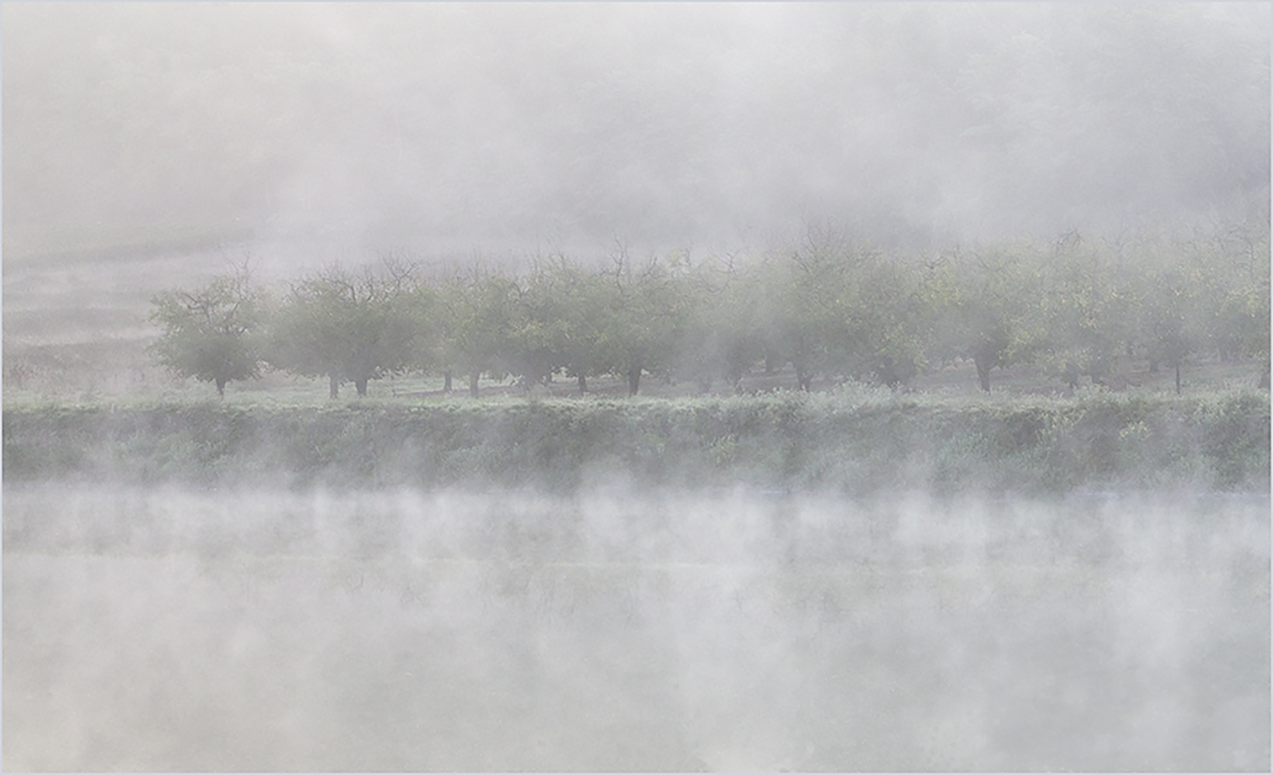 Trees in the Mist.jpg