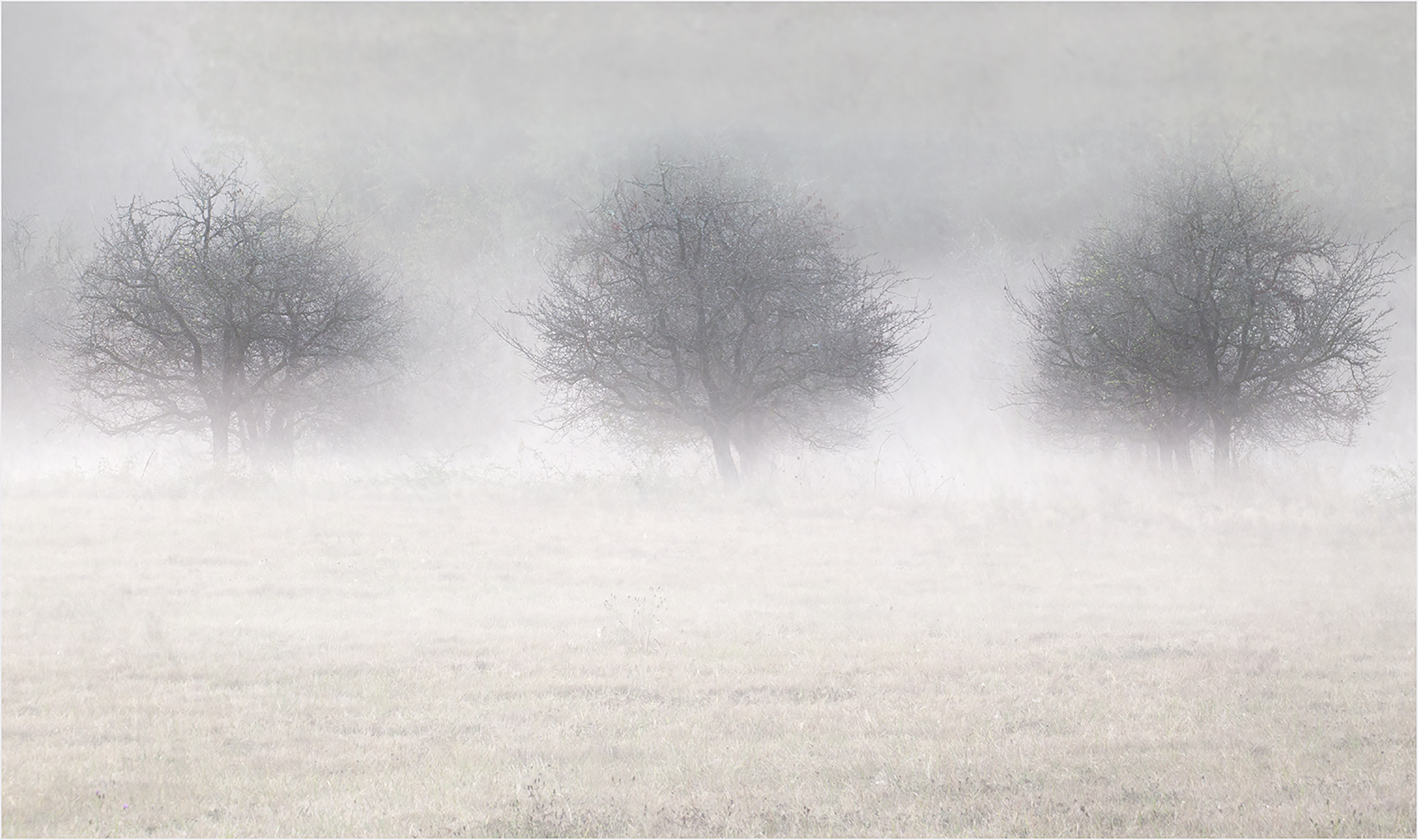 Three Trees in the Mist.jpg