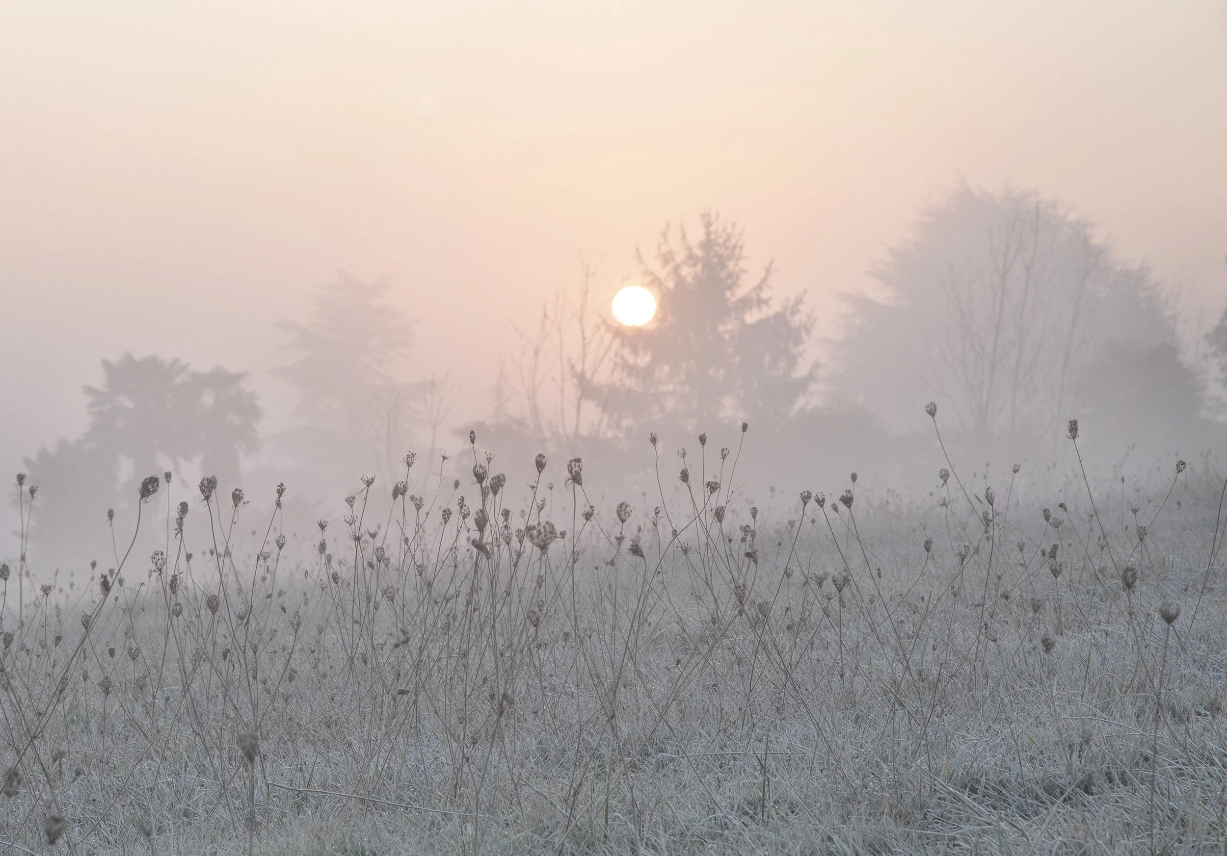 Sunrise in the Mist 3.jpg