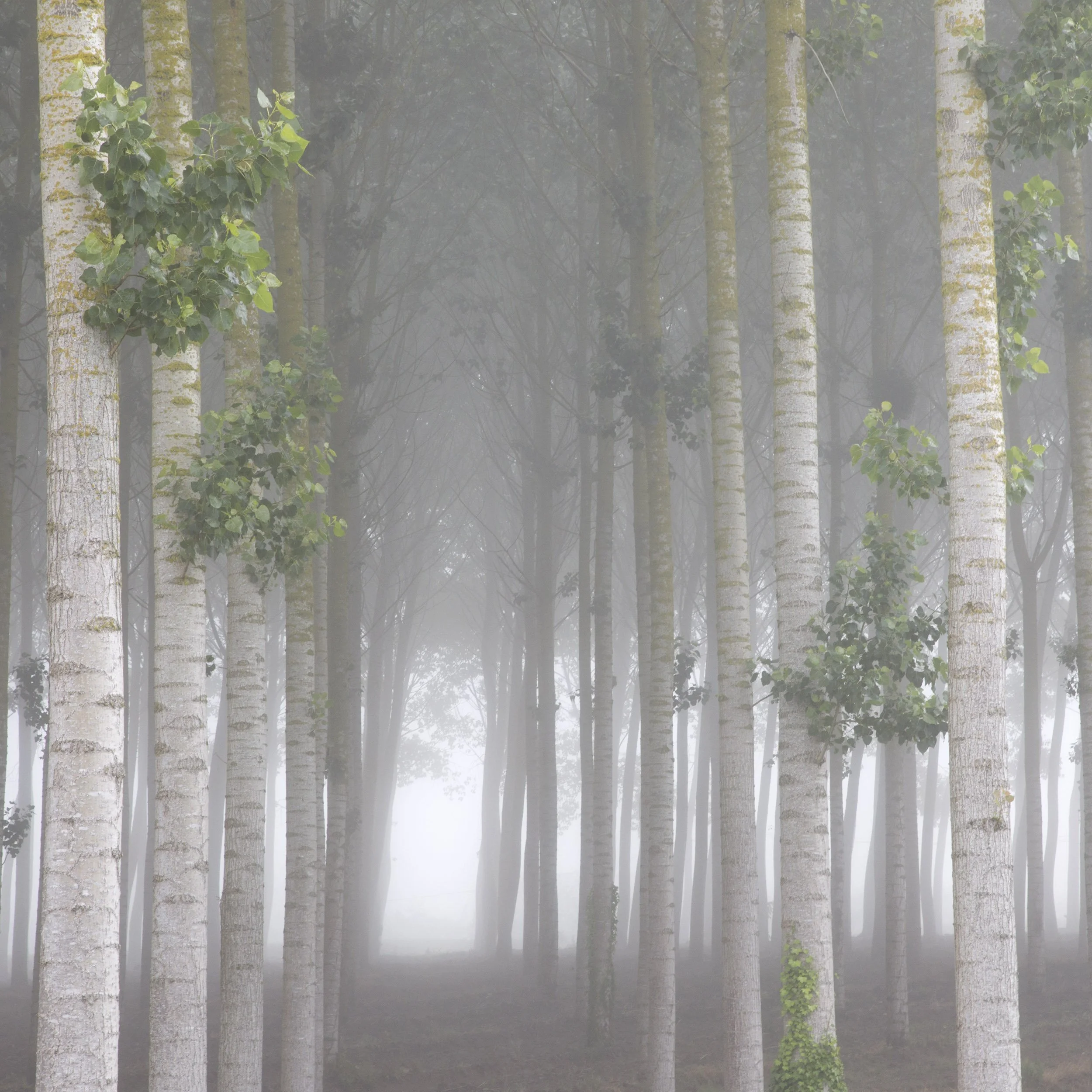 Trees in the Mist.jpg