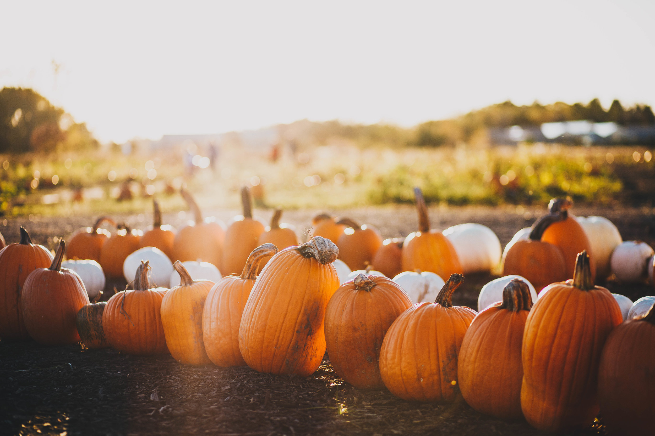 4 Healthy Ways to Embrace Pumpkin Mania