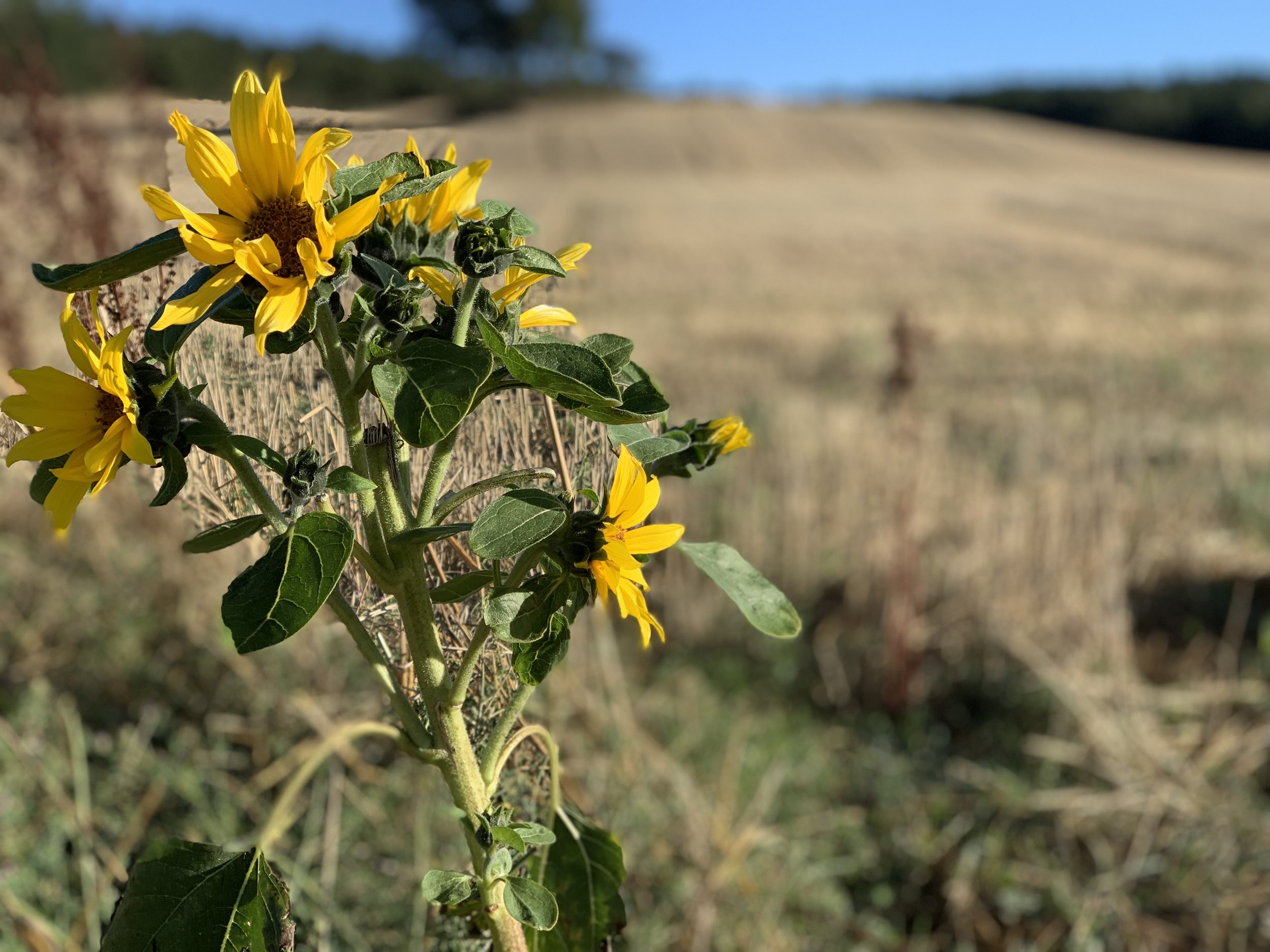 Day 13, Wednesday, September 4, 2019:   Villafranca- Montes de Oca to Cardeñuela Riopico
