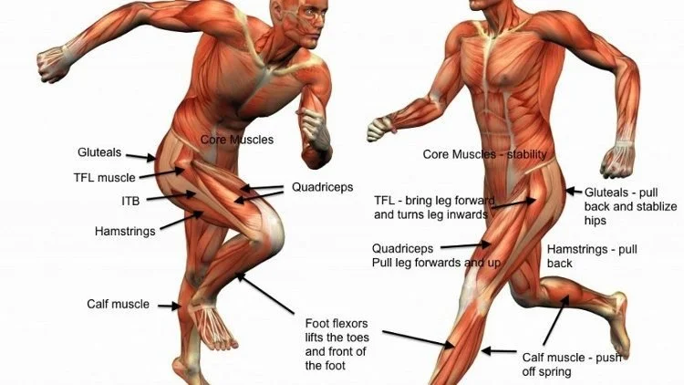 Why Is My Tensor Fascia Lata (TFL) Always Tight