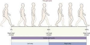 Gait Meaning Explained: Why the Way You Walk Depends on Core & Mobility ...
