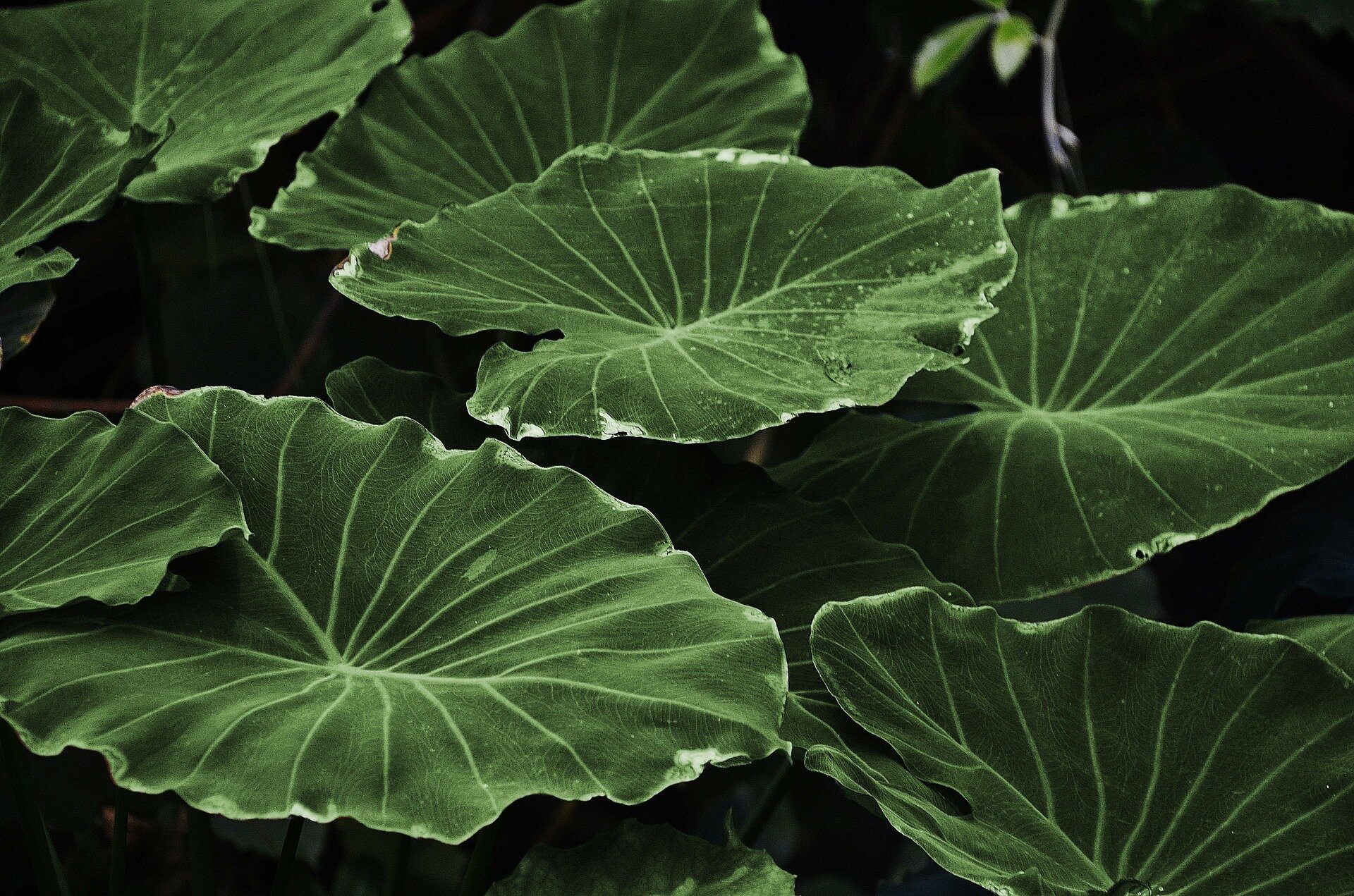 leaves-318743_1920.jpg
