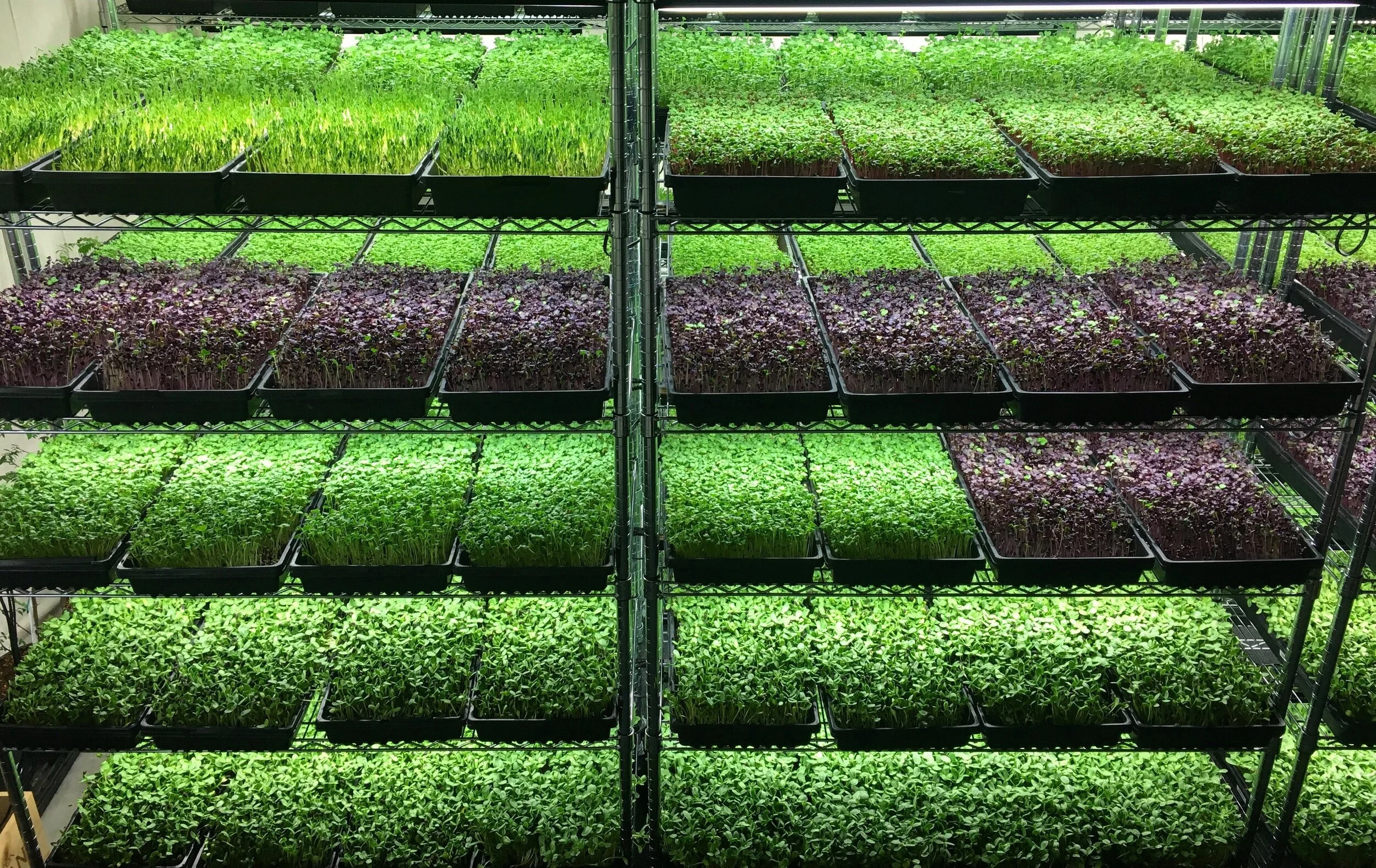 Micro Acres farm produces fresh microgreens to Airdrie, Calgary and surrounding areas within Alberta