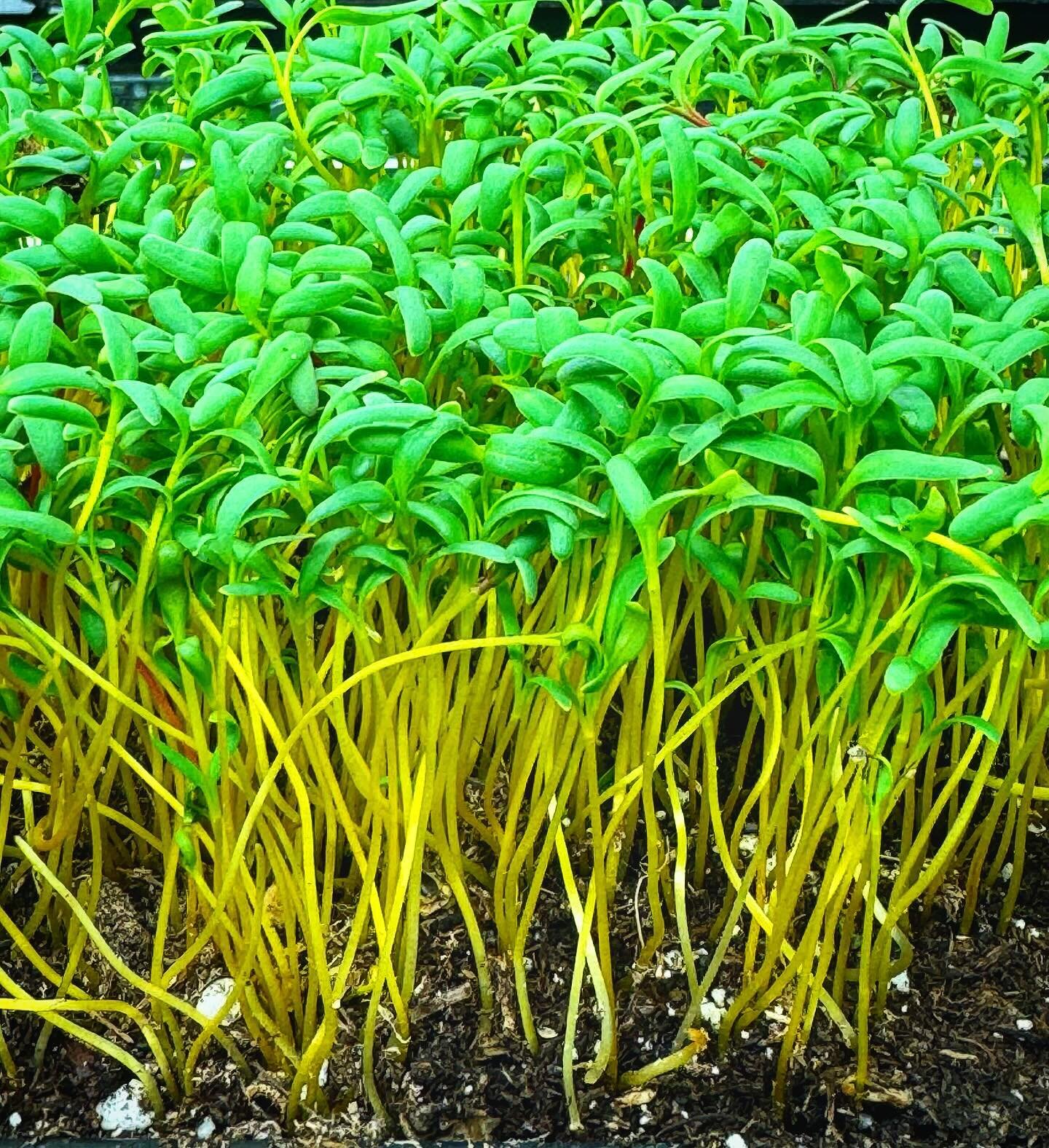 Yellow Beet!! We are excited to be adding this vibrant new crop to the menu shortly 🌱🌱