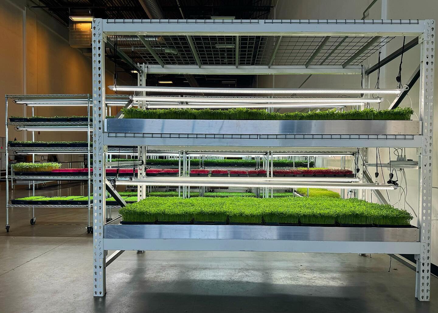 Friday morning at the farm 🌱🌱 #future #microgreens #farmlife #farm #producer #sustainability #urbanfarming #indoorfarming #plantbased #eatyourgreens #urbanfarm #local-food #eatlocal #eatfresh #fresh #entrepreneur #healthy #local #buylocal #yycchefs